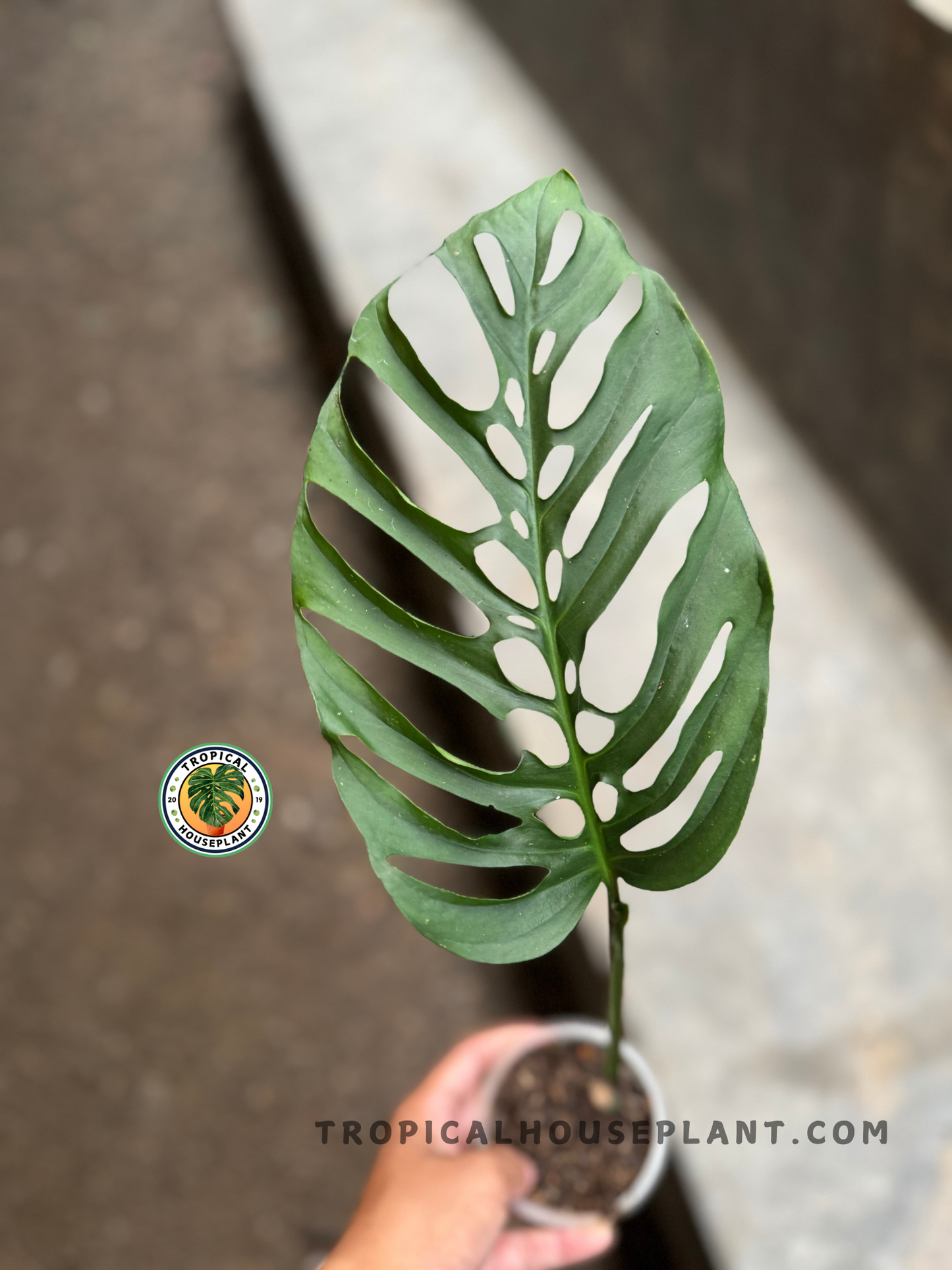 Full view of a single-leaf cutting of Monstera Blanchetii in a small pot, showing the elongated fenestrated form.