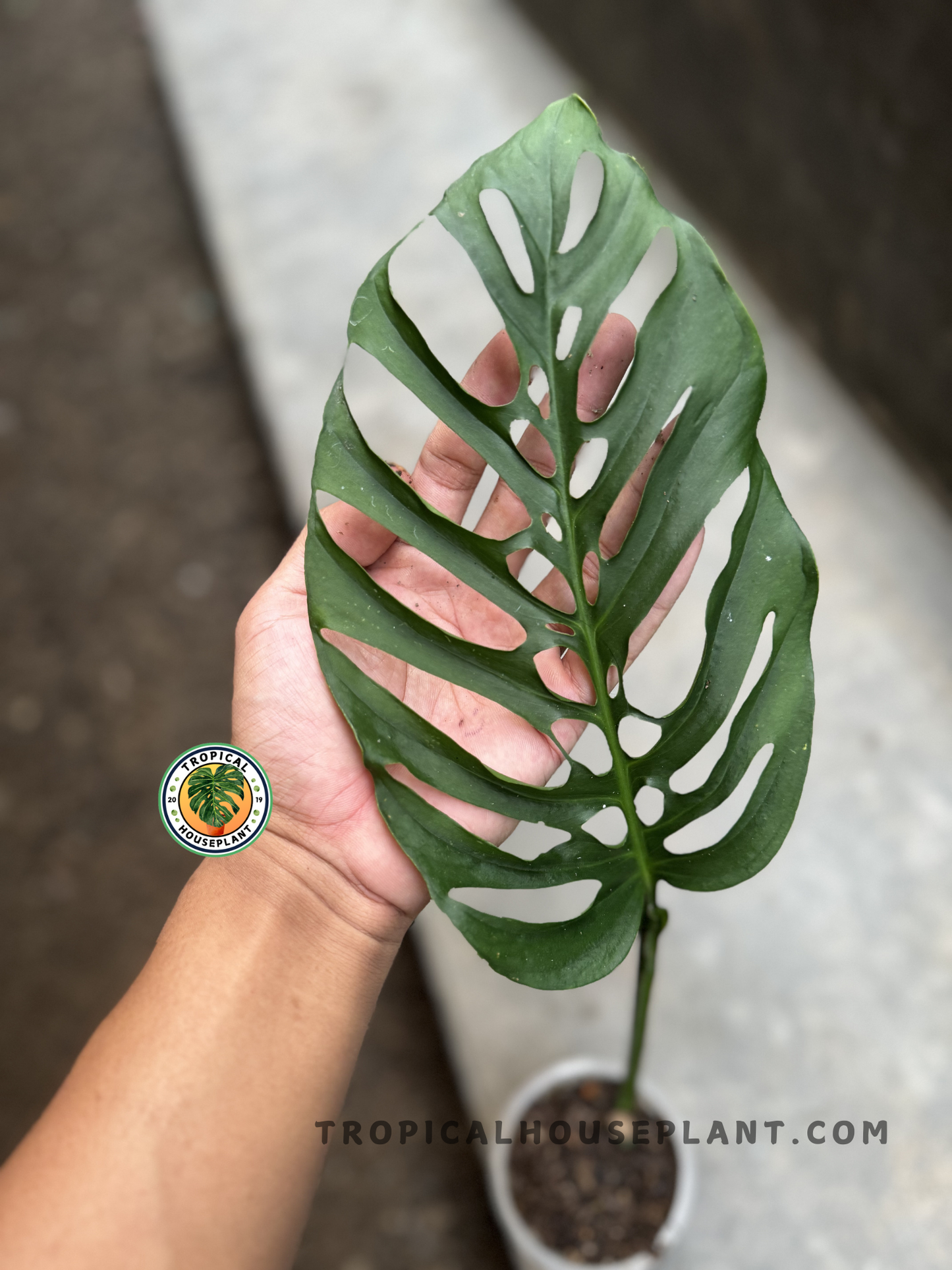 Close-up of a single Monstera Blanchetii leaf with deep, intricate fenestrations, held by hand to showcase structure.