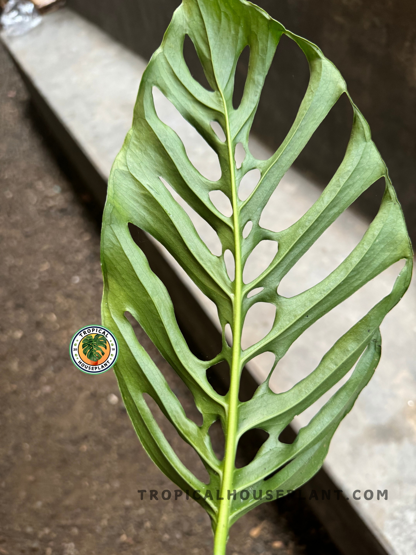 Detailed view of the Monstera Blanchetii leaf from the back, revealing symmetrical split patterns and veining.