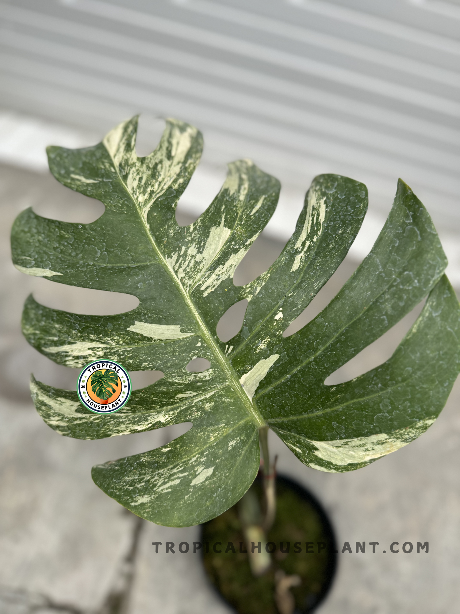 variegated monstera cuttings Rooted Cutting Monstera Marble Variegated Fenestrated – Tropical Houseplant