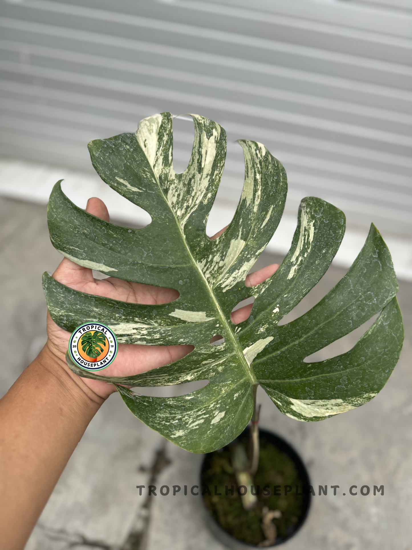 Close-up of Rooted Cutting Monstera Marble Variegated Fenestrated, showcasing its elegant leaf splits and natural variegation.