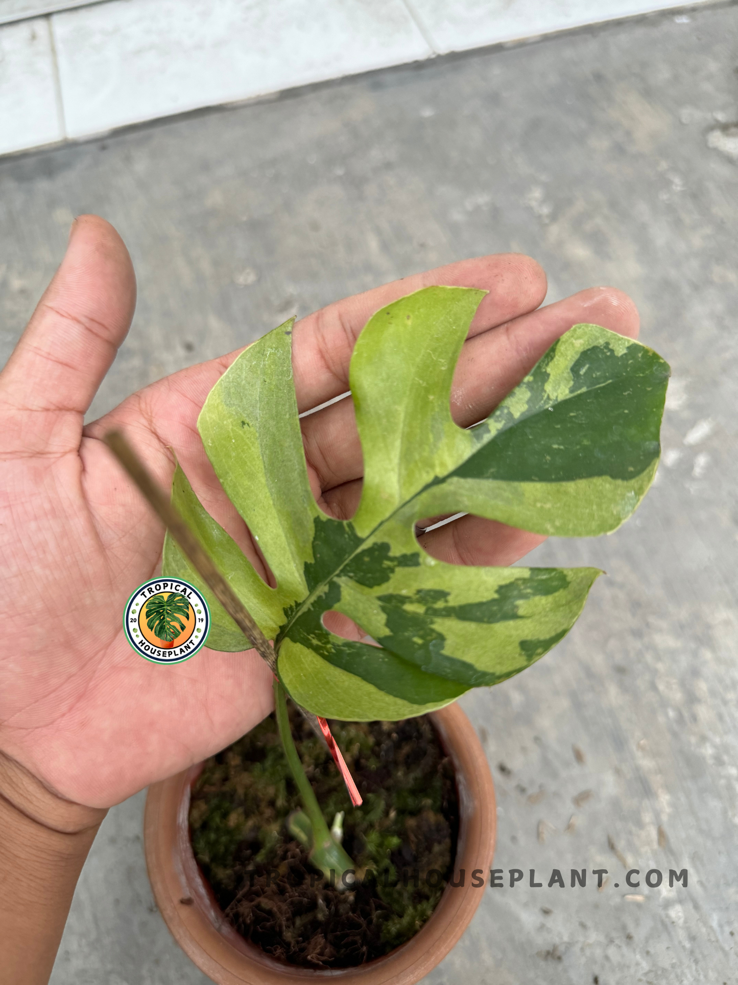 A close-up of a Rooted Cutting Rhaphidophora Tetrasperma White Variegated, showcasing its split leaves with a unique green and white variegation pattern.