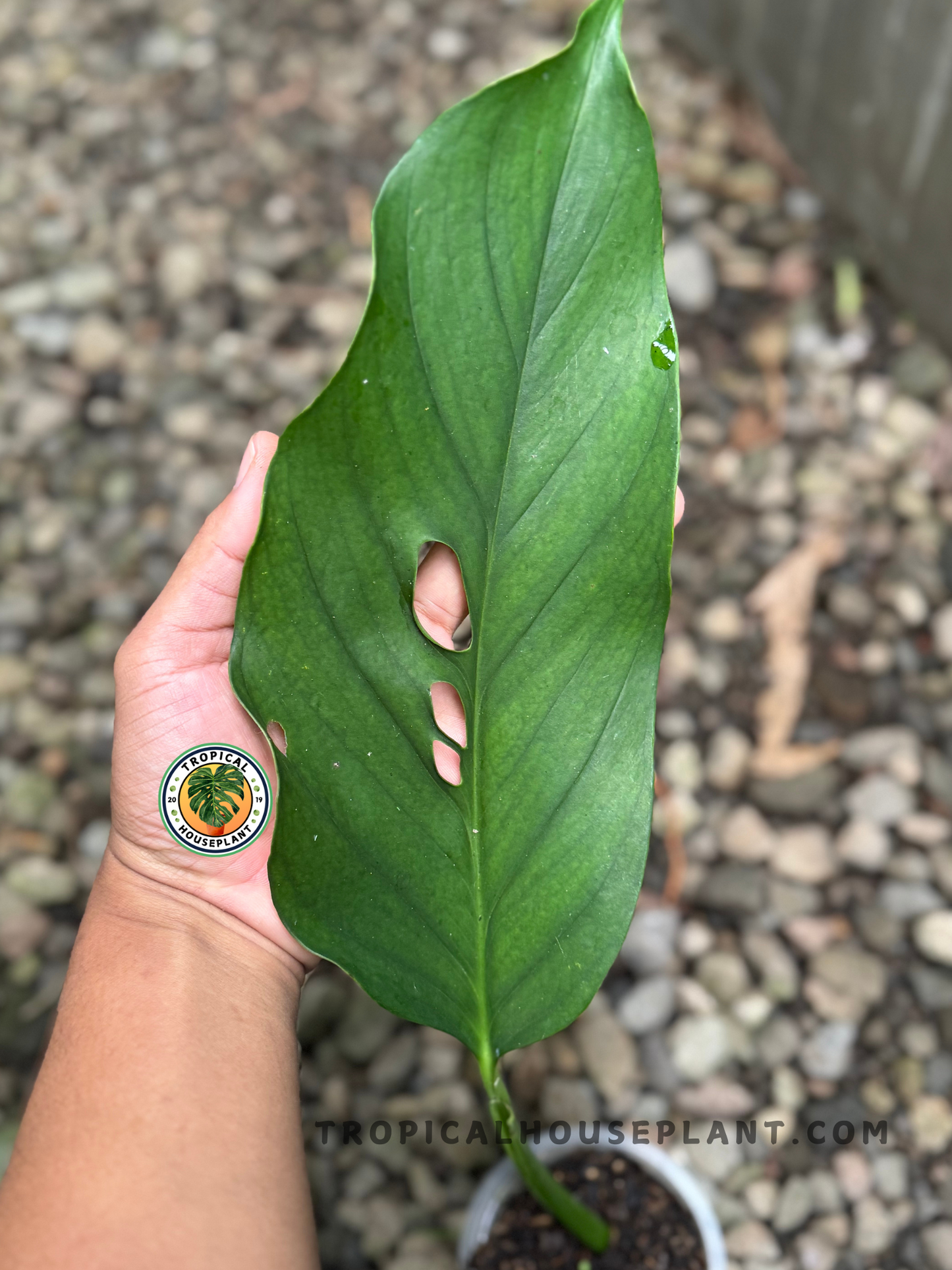 Overhead view of Monstera Acacoyaguensis rooted cutting in a pot with three broad, smooth green leaves and visible soil mix.