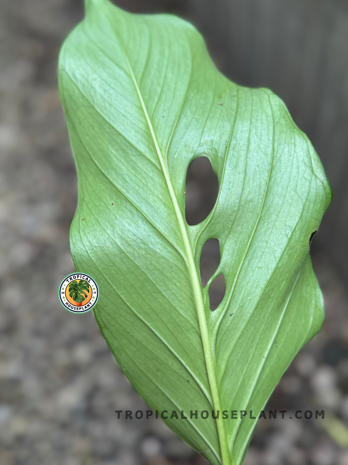 Macro view of the back of a Monstera Acacoyaguensis leaf, highlighting its visible veins and clean fenestrations.