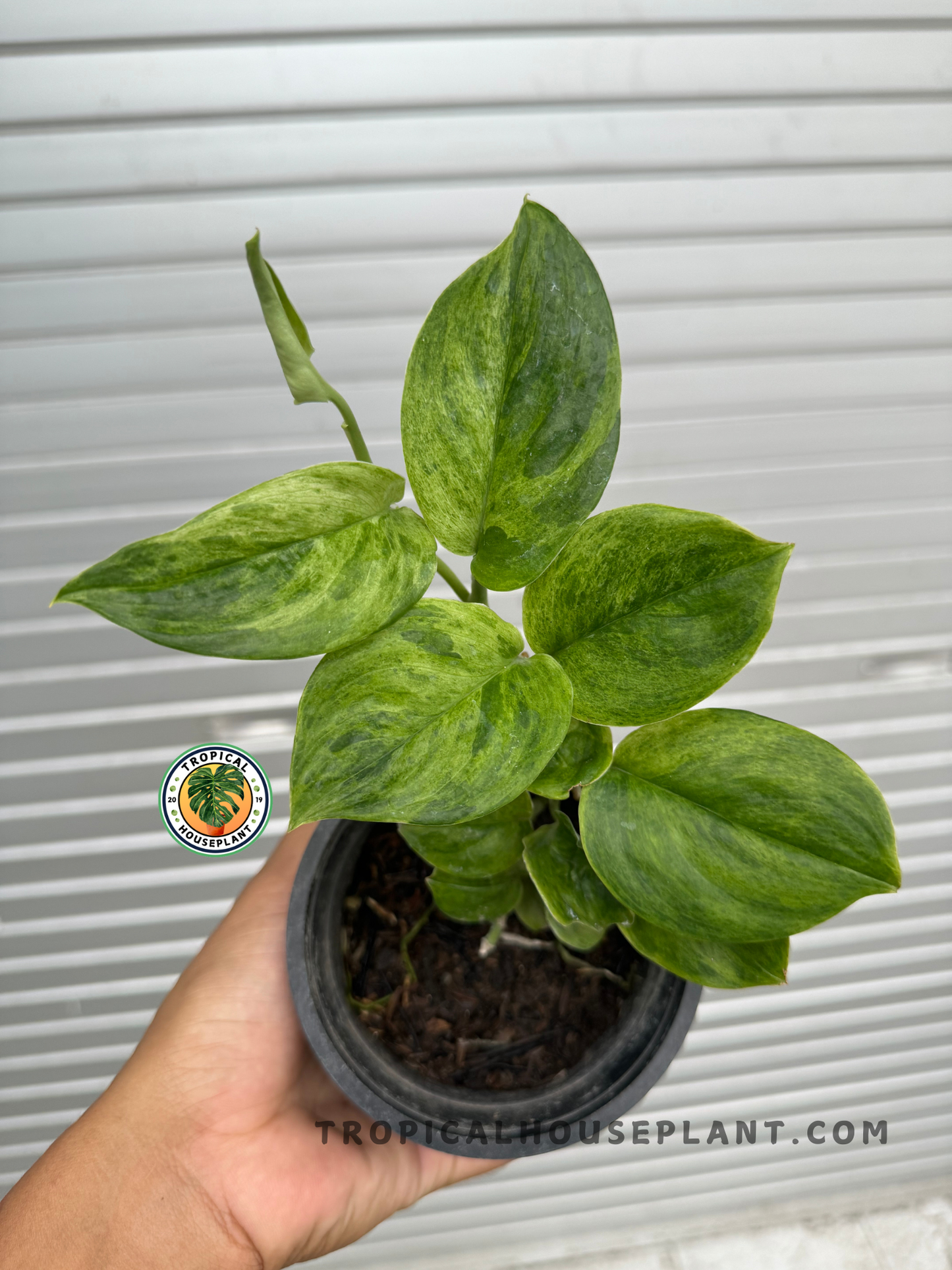 Scindapsus Green On Green plant held in a hand, displaying its vibrant, heart-shaped leaves with deep green and lime-green variegation.