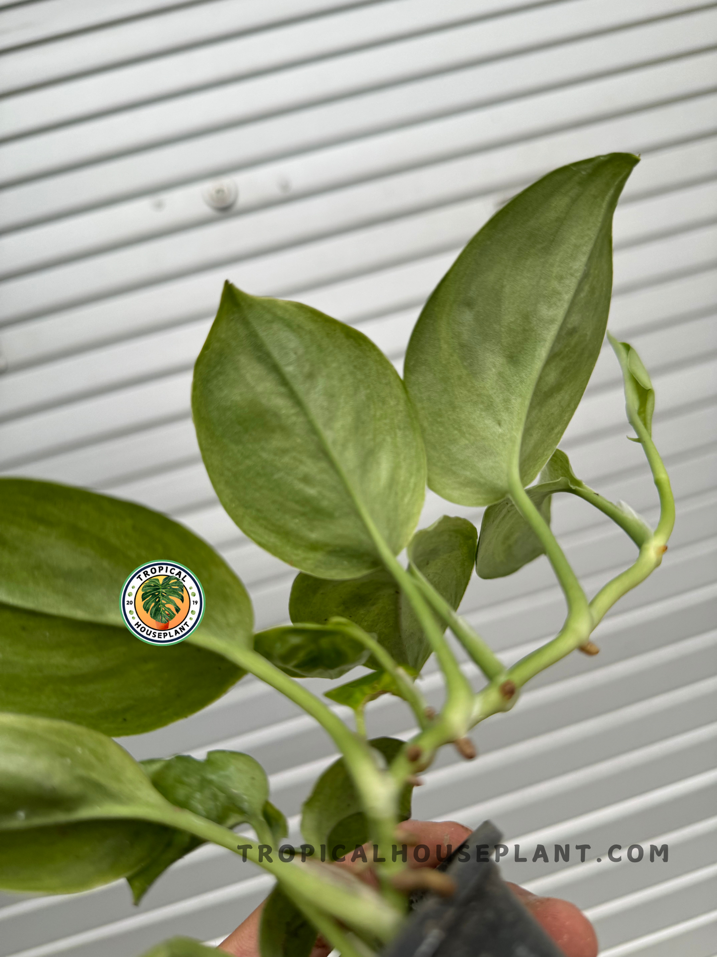 Side view of Scindapsus Green On Green with trailing vines, showing its natural growth habit and layered shades of green.