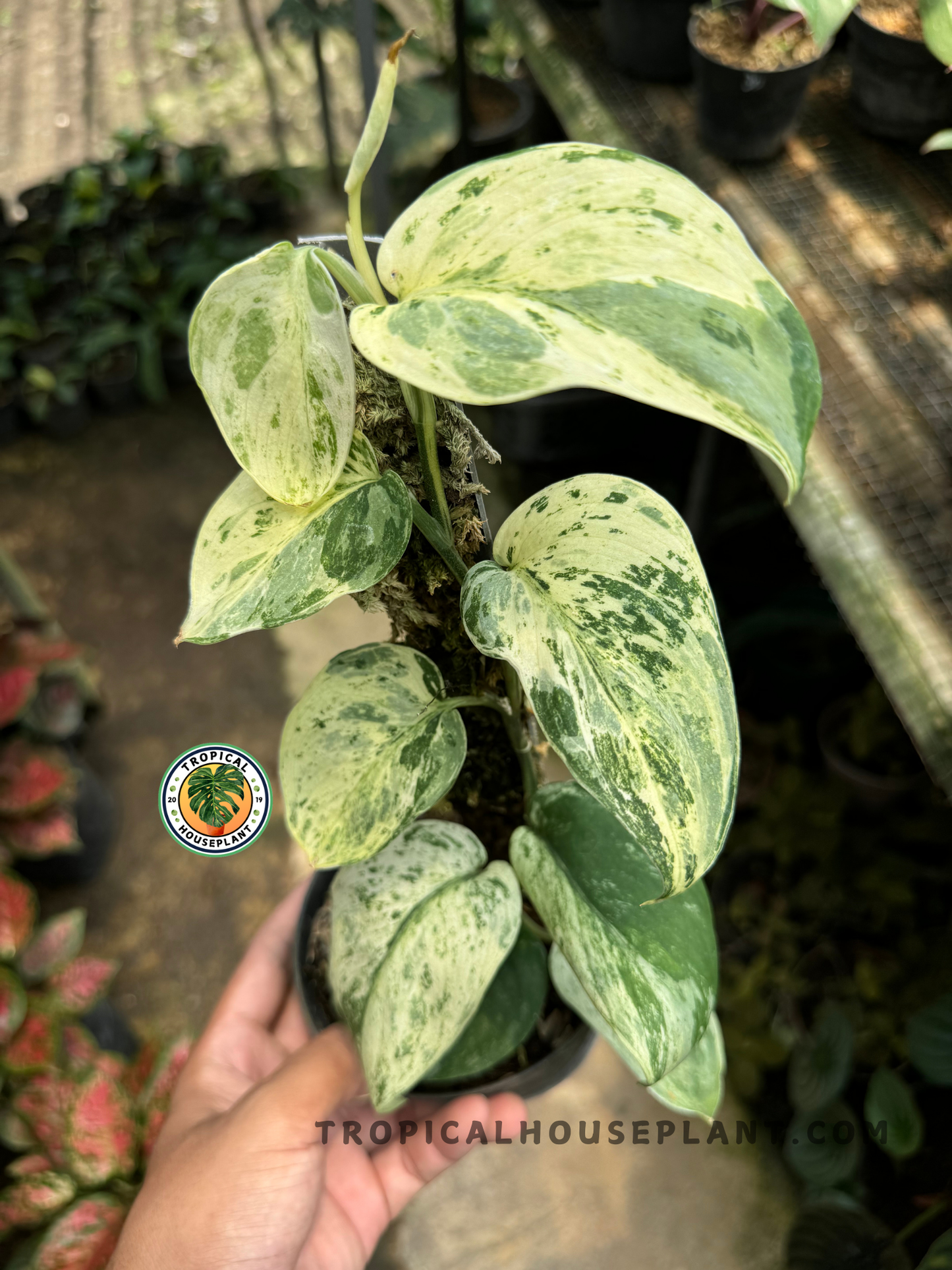 Scindapsus Jade Satin Marble Queen plant with cascading vines and marbled green-and-white foliage, held in a hand, showcasing its velvety leaves.