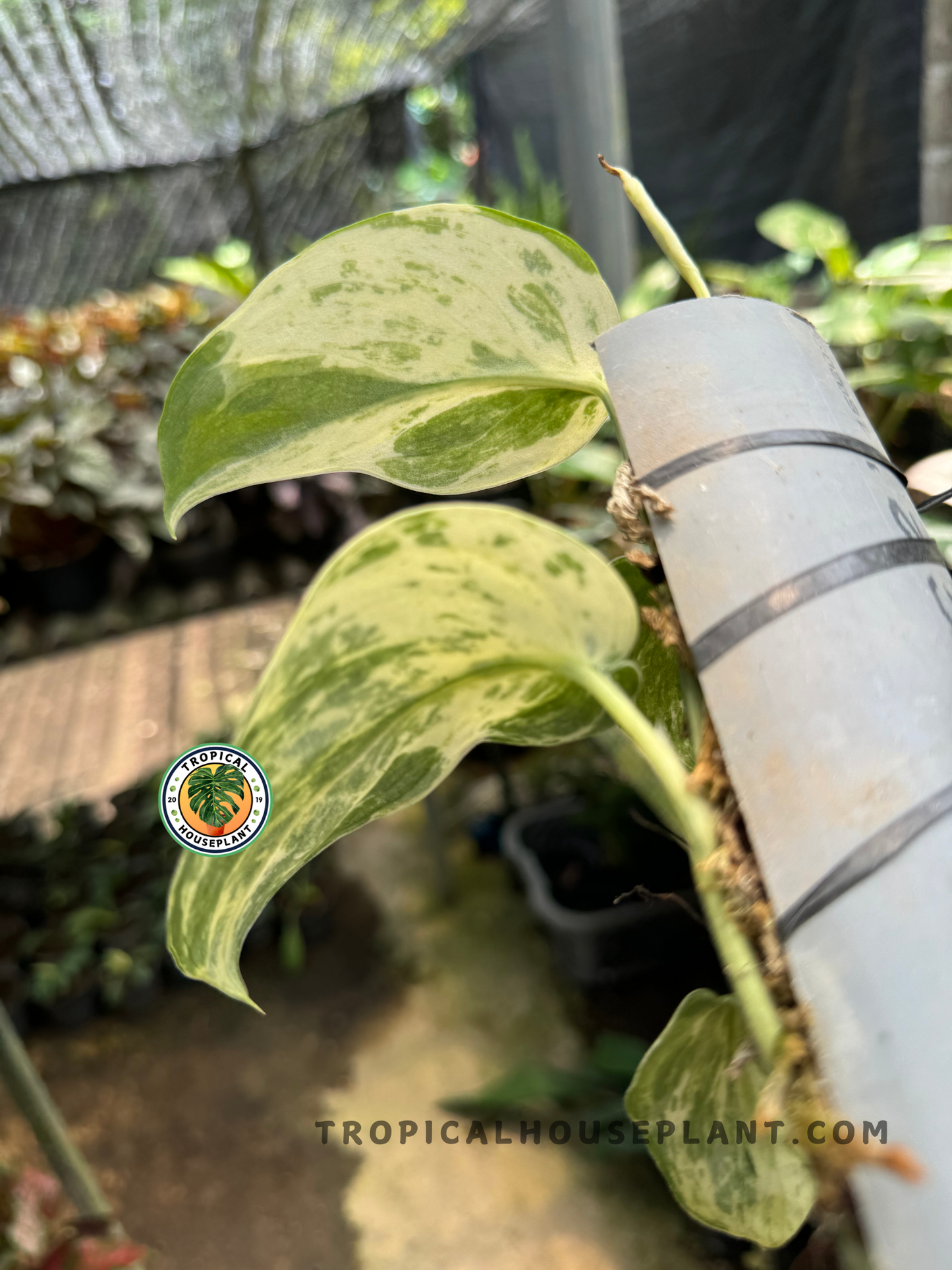 Close-up of Scindapsus Jade Satin Marble Queen climbing on a structure, highlighting its heart-shaped leaves with creamy-white variegation.