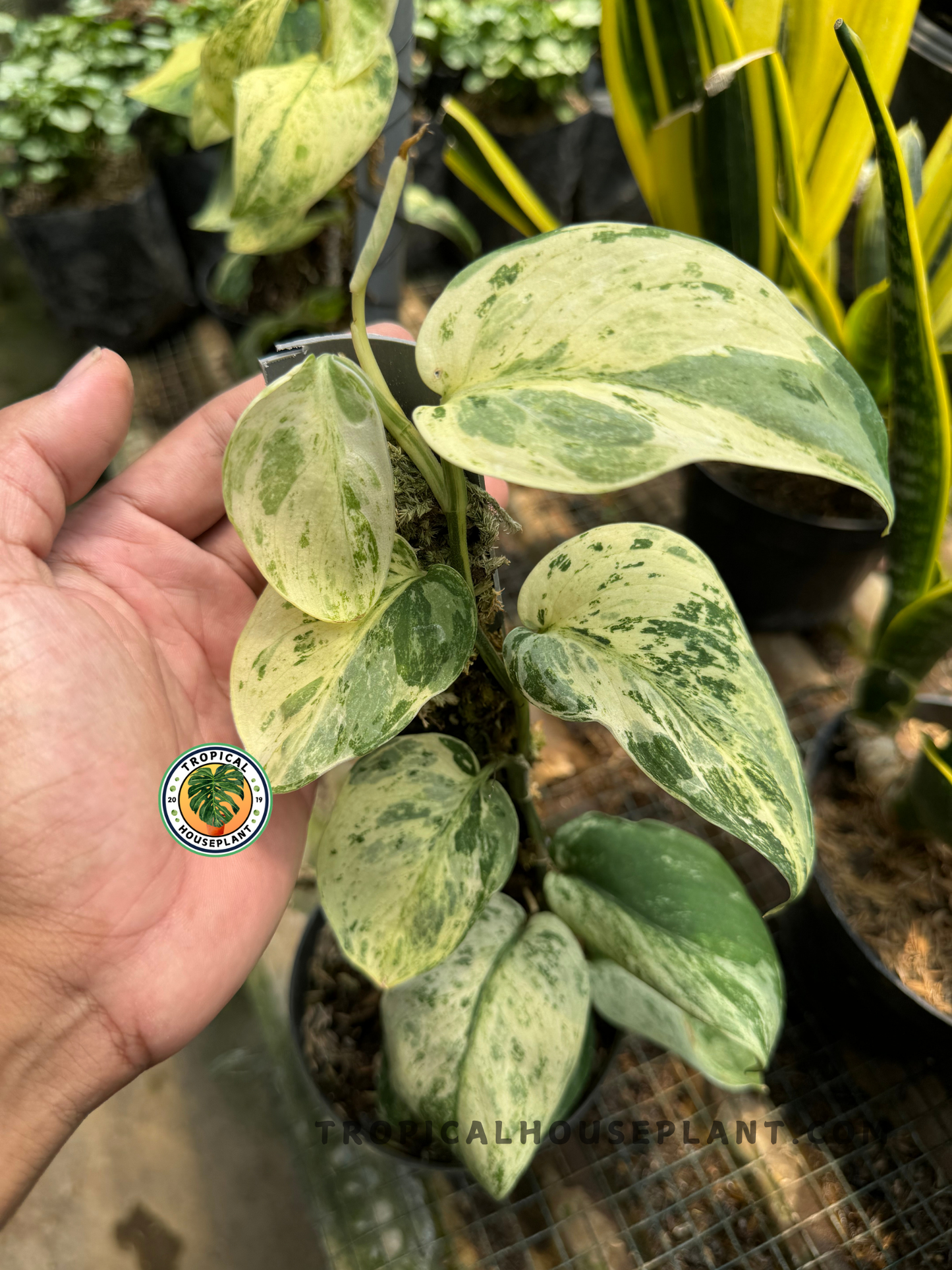 Scindapsus Jade Satin Marble Queen in a black pot, held in a hand, displaying its textured, marbled foliage with a mix of jade green and white hues.