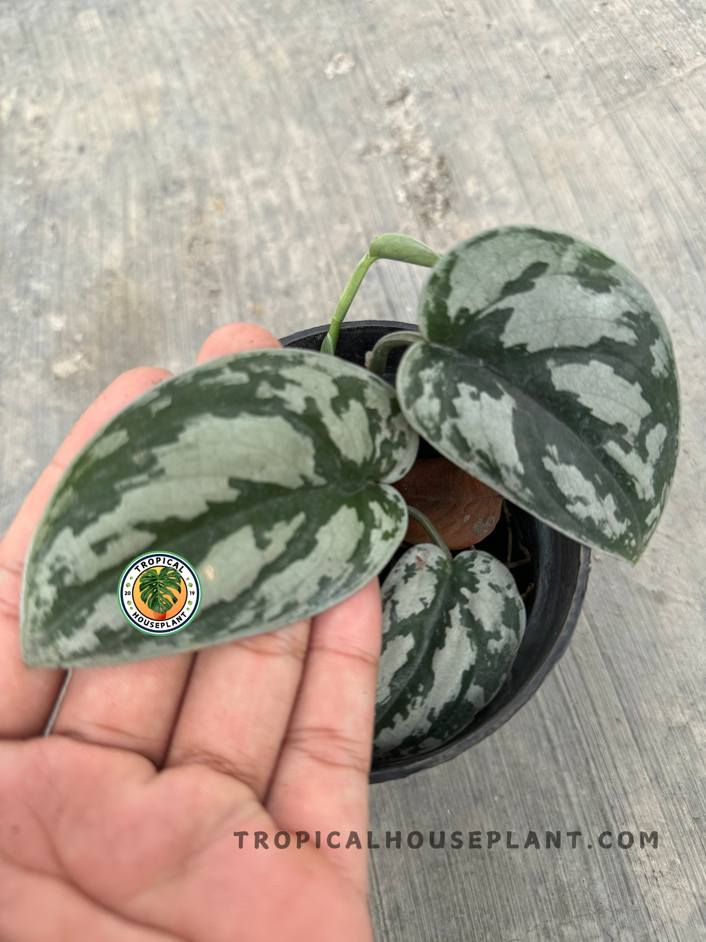 Close-up of Scindapsus Silver Black plant with heart-shaped, silver-patterned leaves, held by a hand, showing its intricate details and deep green hues.