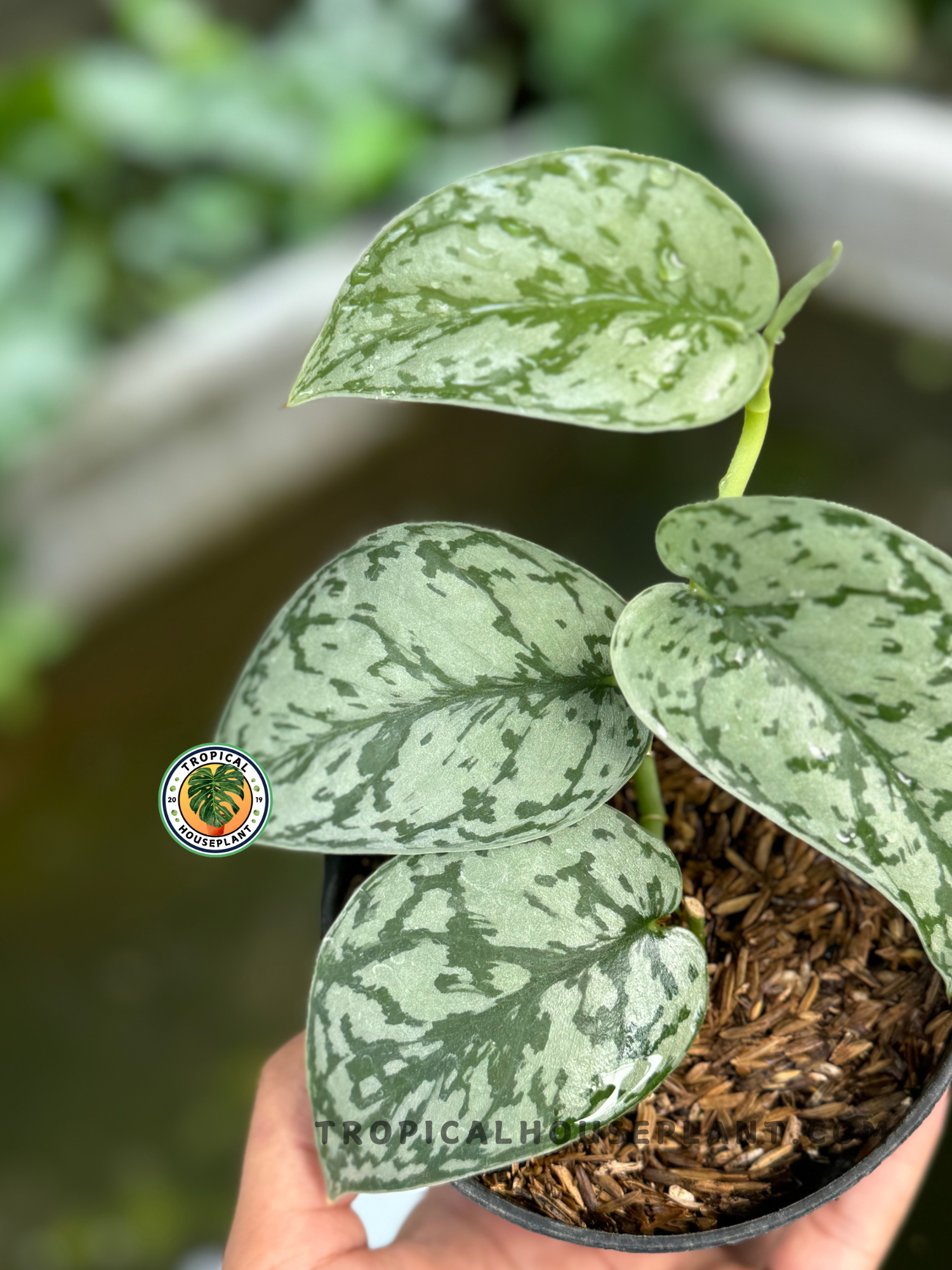 silver lady pothos for sale Scindapsus Silver Lady