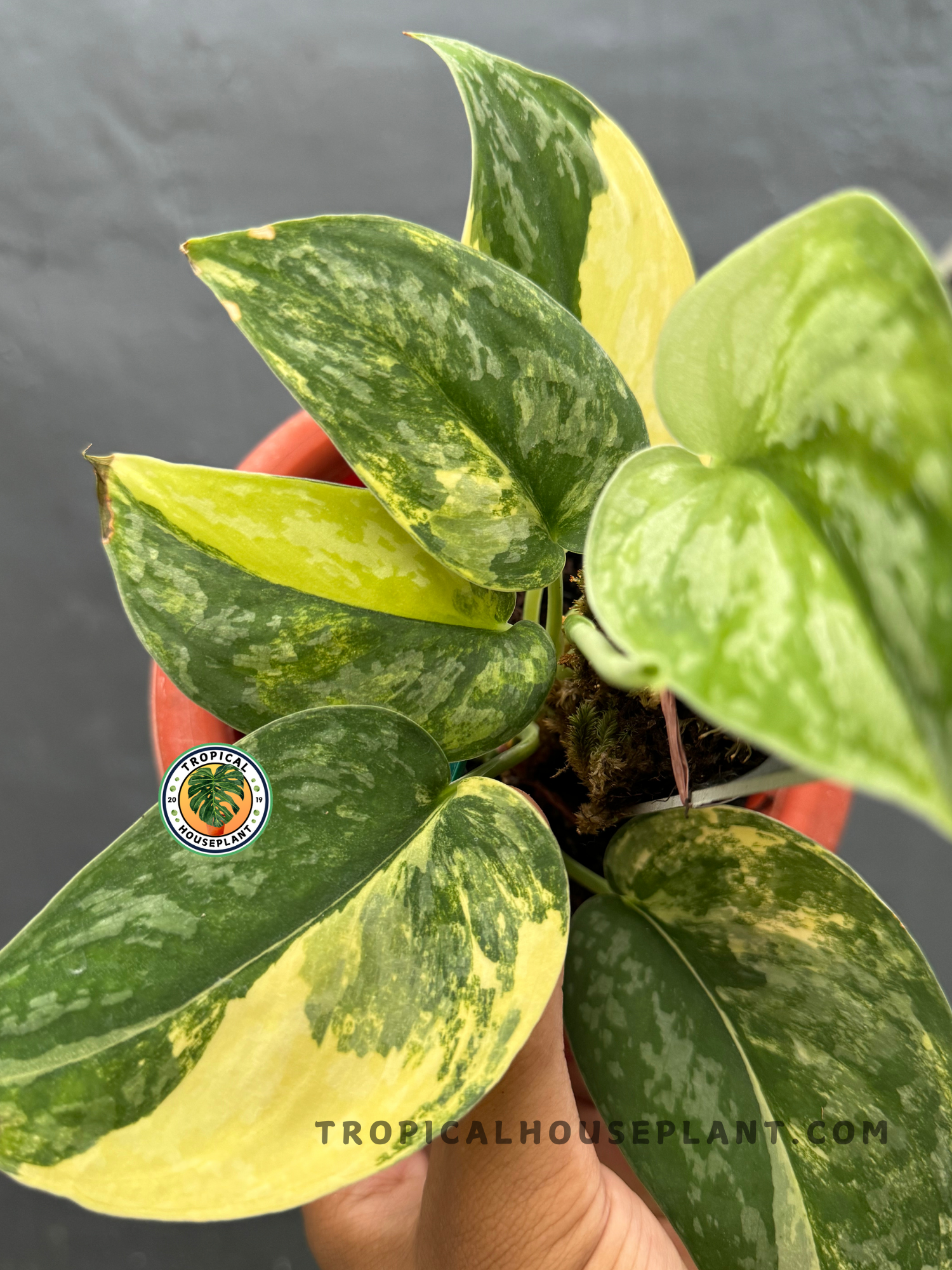 green and yellow leaf house plant Scindapsus Swarnabhumi – Tropical Houseplant