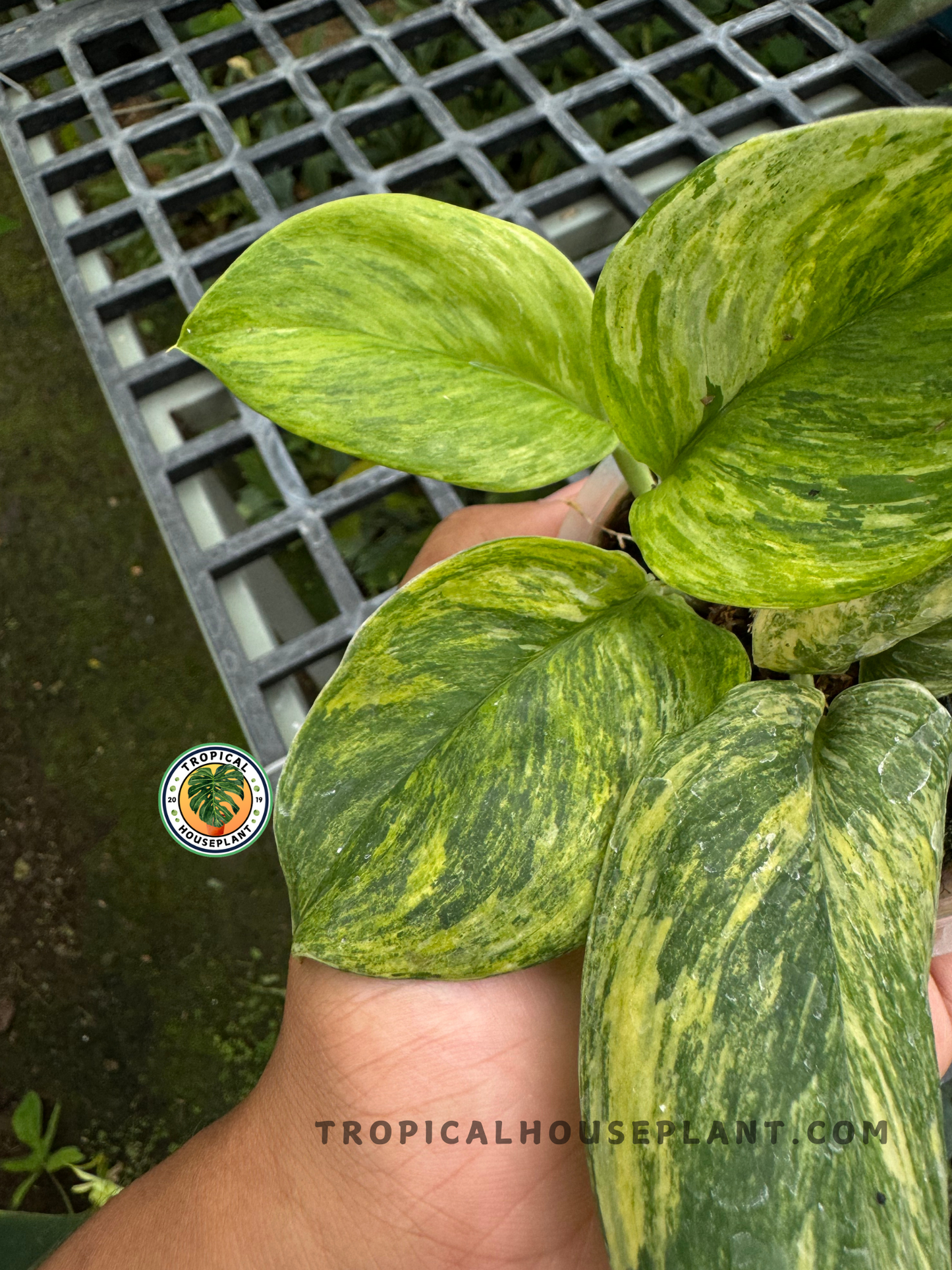 Healthy Scindapsus Treubii Tricolor plant in a bright indoor environment showing its stunning leaves.