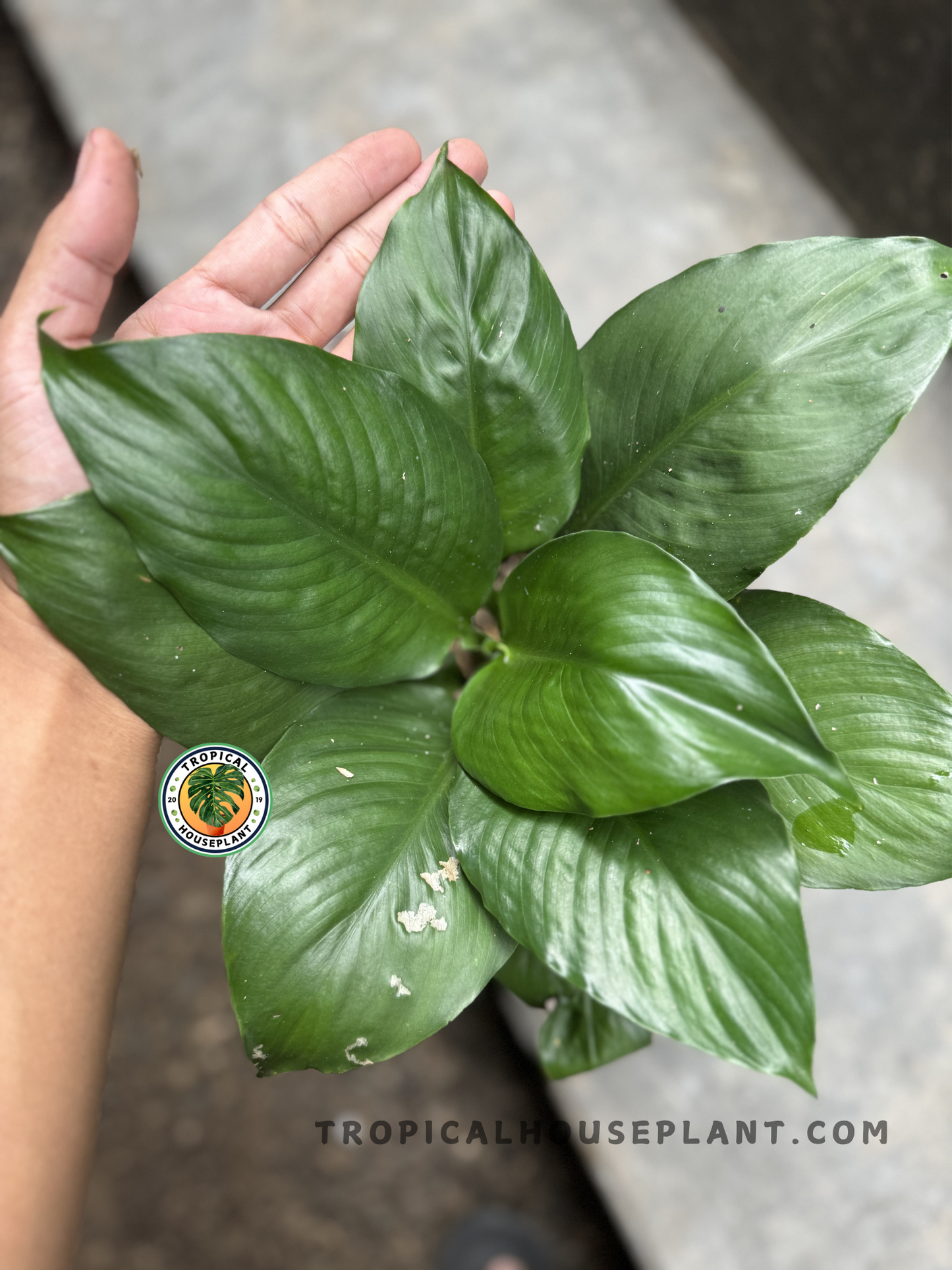 Top view of Spathiphyllum Mauna Loa with glossy, deep green leaves in a full rosette formation, cradled gently in one hand.