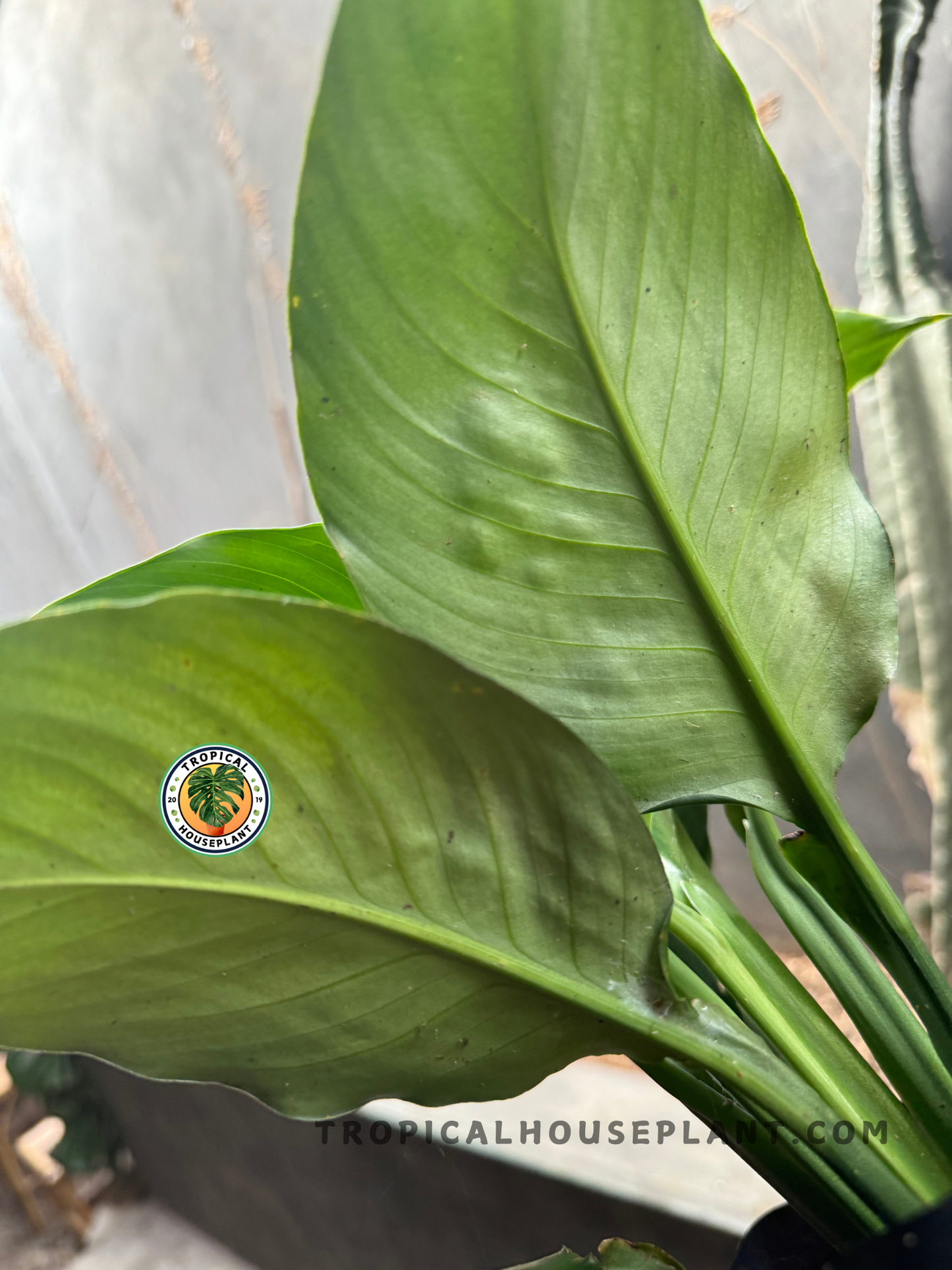 Close-up of Spathiphyllum Mauna Loa’s upright leaves, showcasing smooth texture, defined veins, and vibrant green tones under natural lighting.