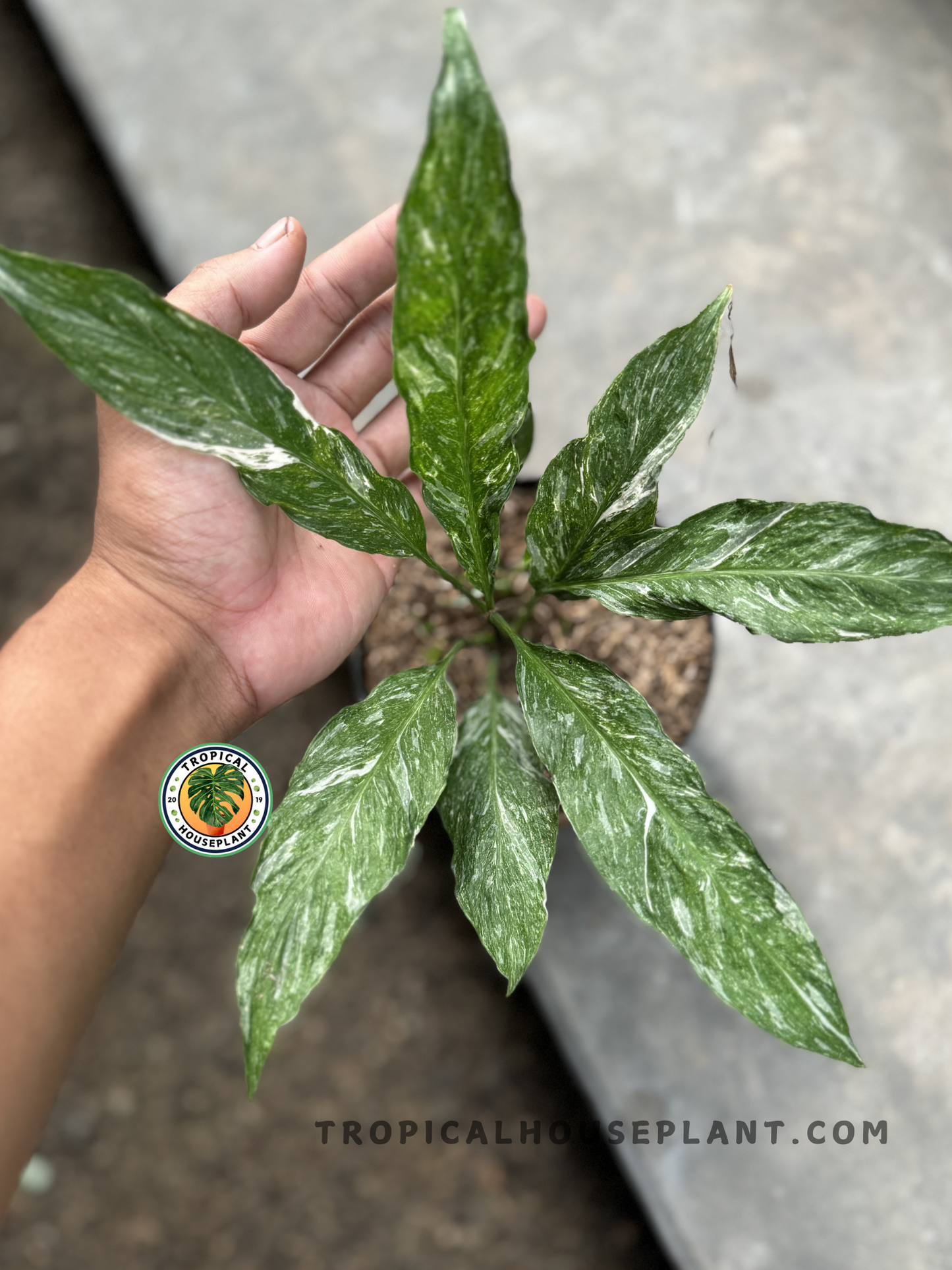 Hand holding a potted Spathiphyllum Peace Lily Domino, showing its elegant foliage.