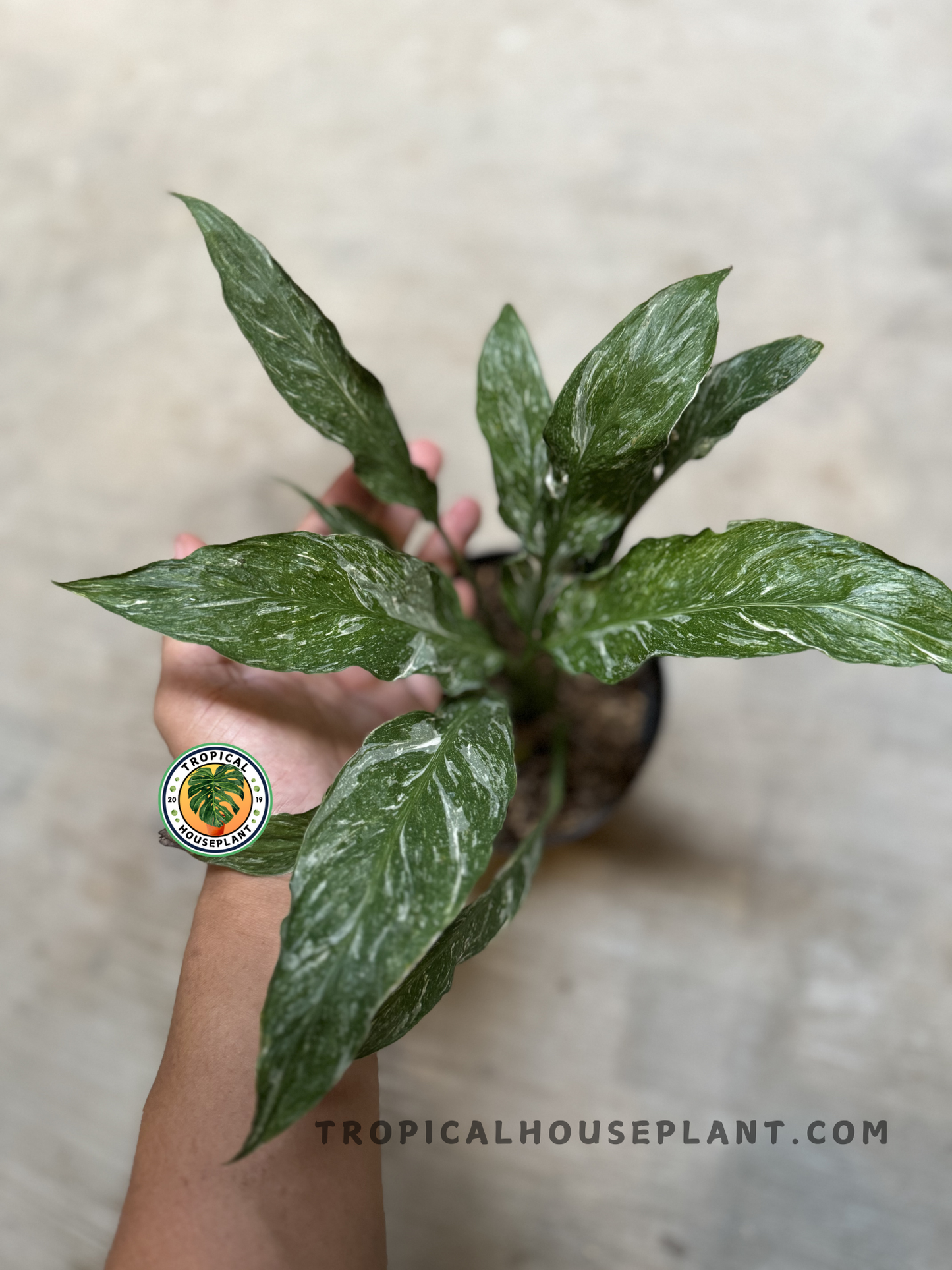 Top angle of a full Spathiphyllum Domino Variegated plant held in hand, highlighting its tall, narrow leaves with evenly distributed variegation.