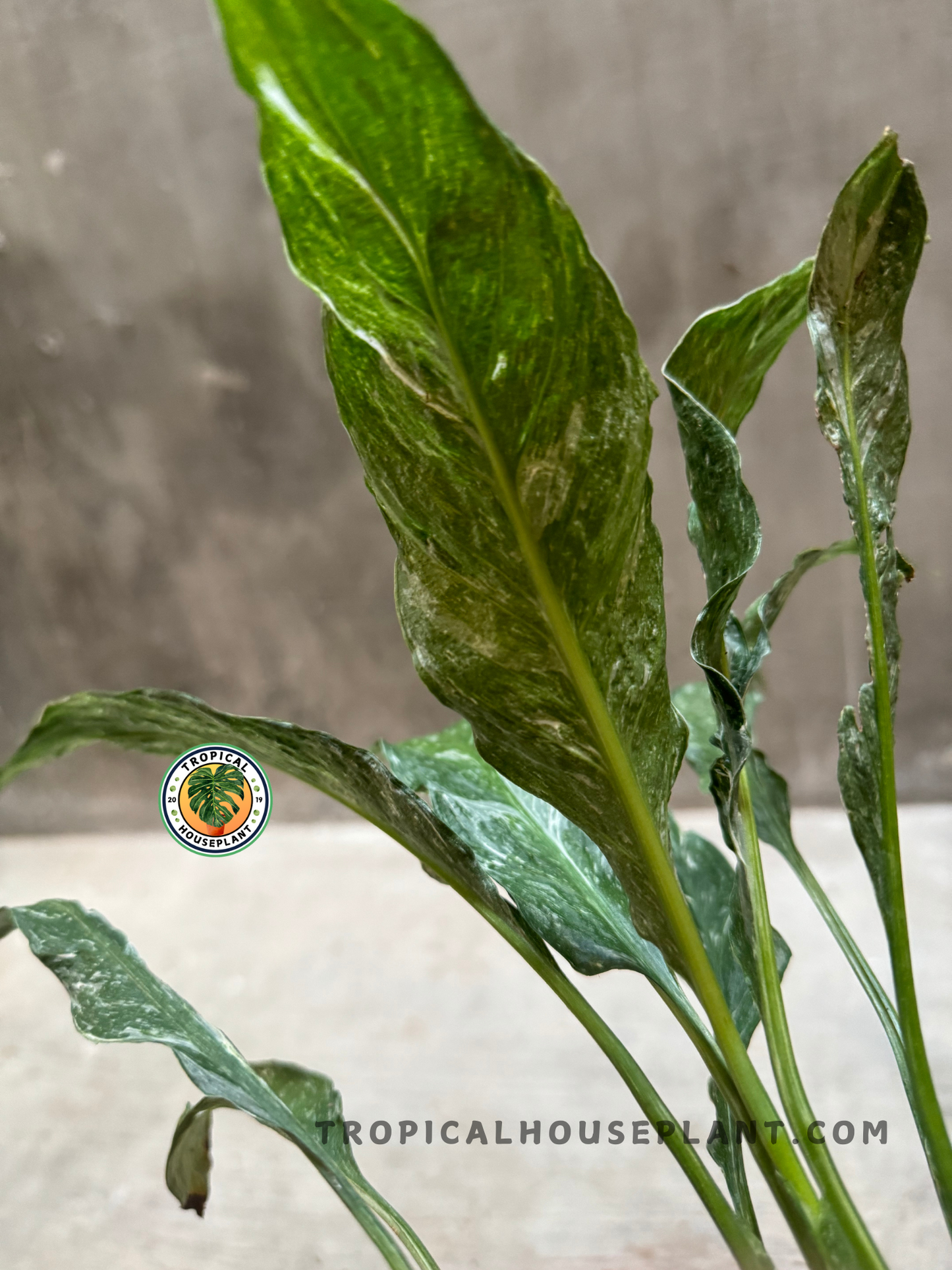Close-up view of Spathiphyllum Domino Variegated leaf, showing intricate white and green marbling on a slender upright leaf with textured veins.