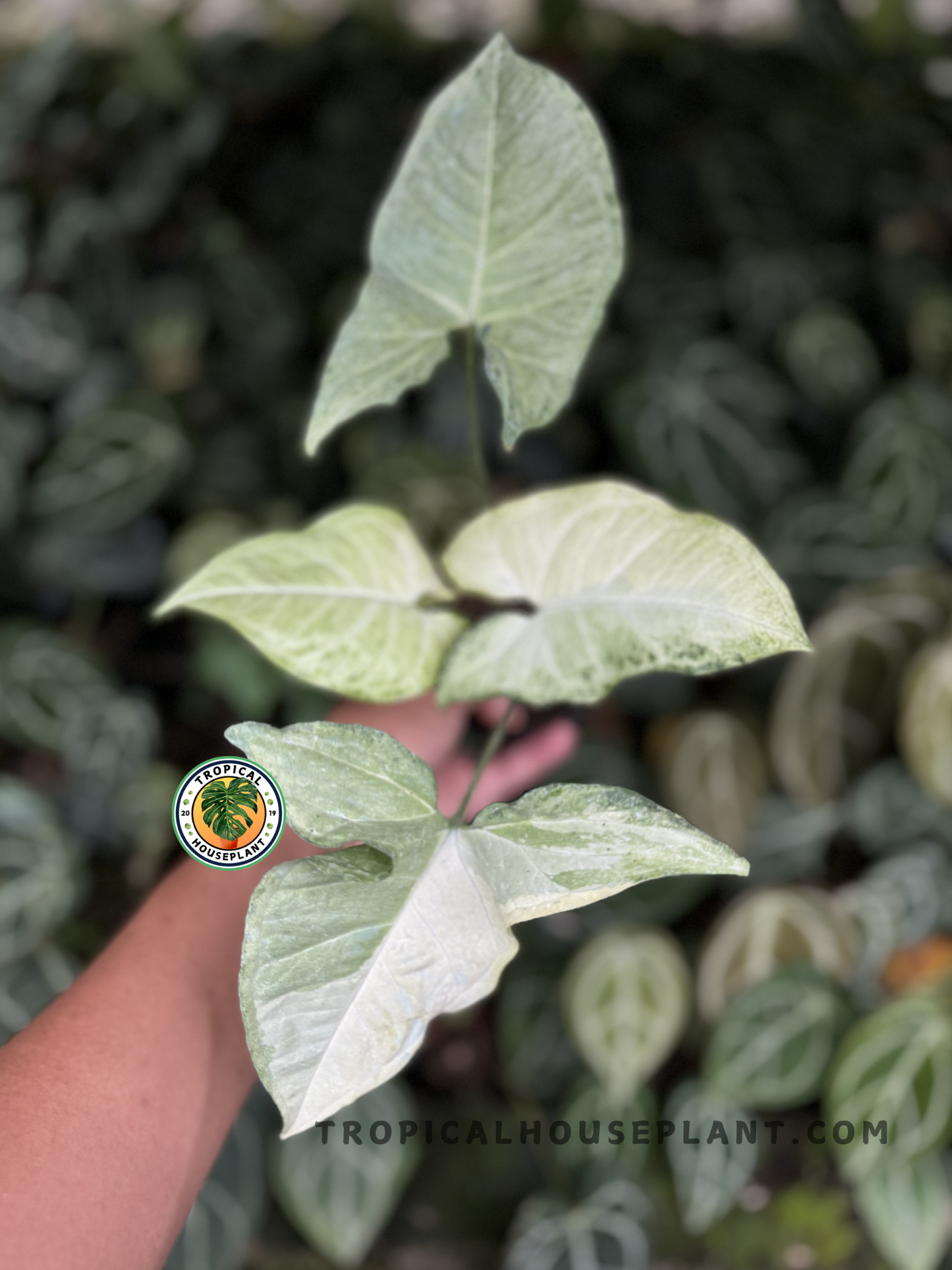 Syngonium Butterfly Variegated with arrow-shaped leaves and unique white and green variegation.
