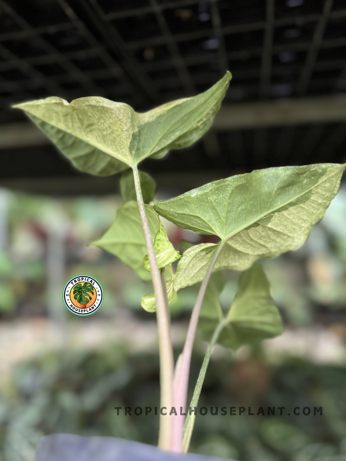 Full view of Syngonium Butterfly Variegated in a bright indoor setting.