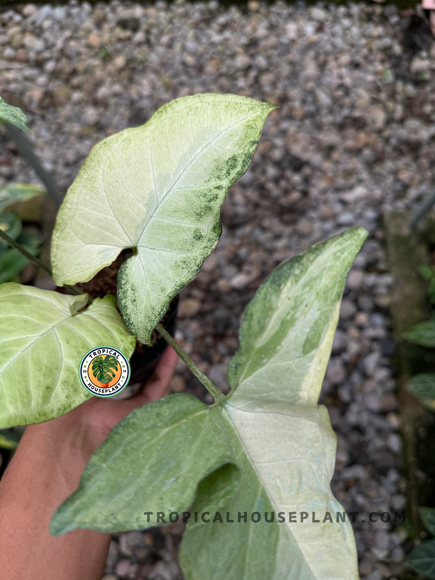 Healthy Syngonium Butterfly Variegated plant with vibrant variegated foliage.