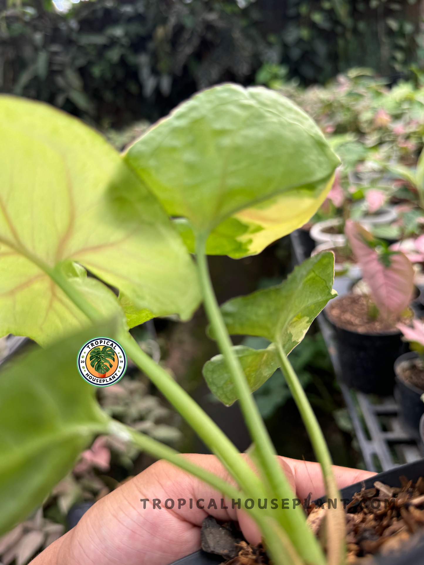Full view of Syngonium Mango Variegated Orm Thong in a bright indoor setting.