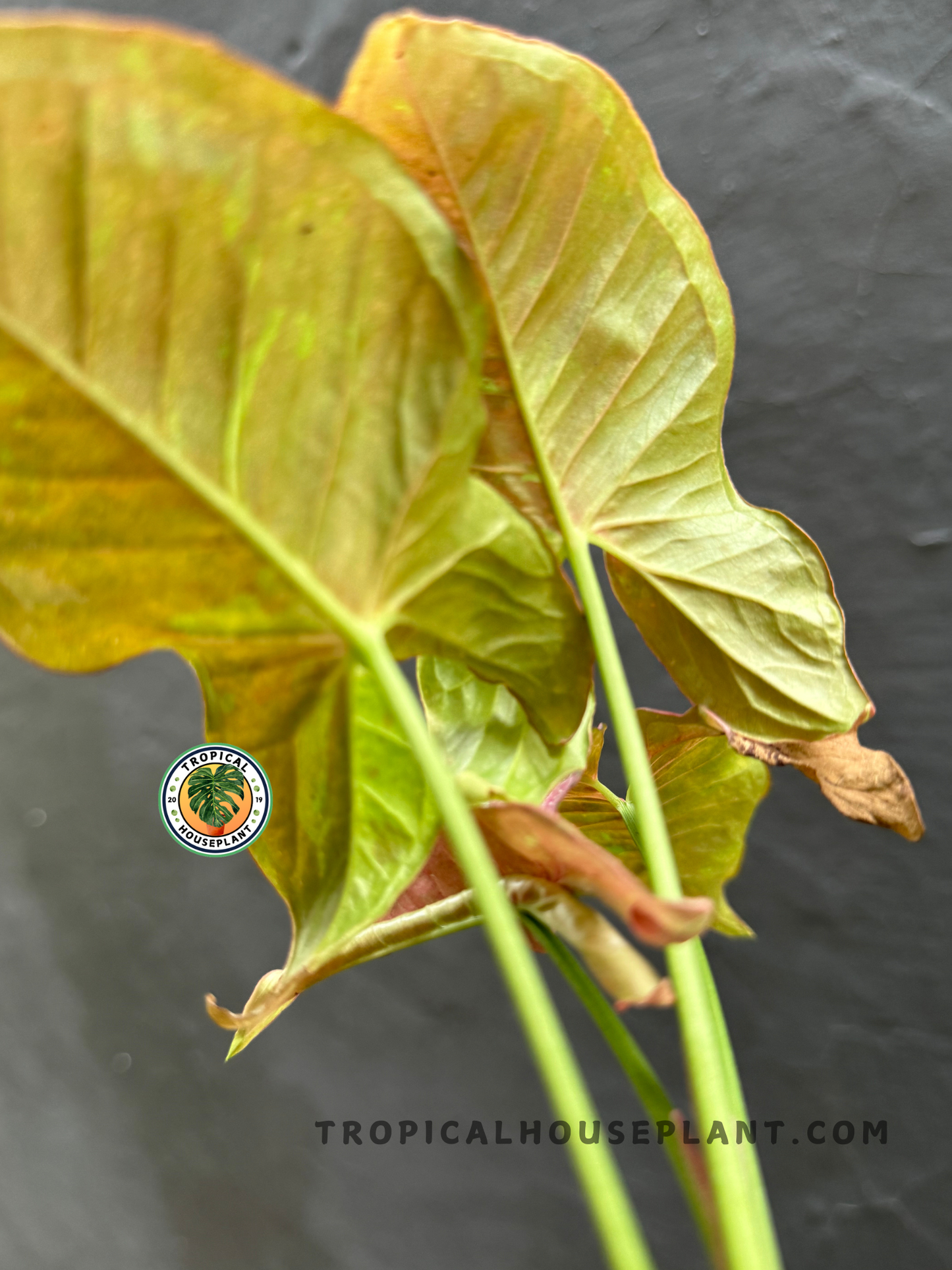 Back view of Syngonium Pink Candy highlighting the smooth texture and vivid pink tones of its foliage.