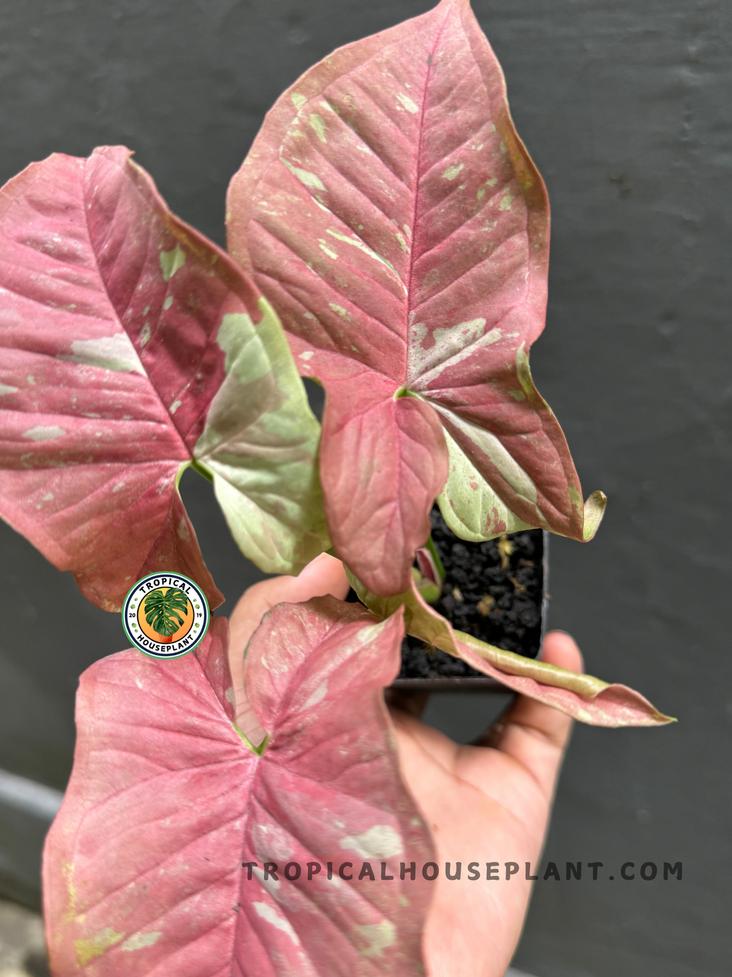 Detailed close-up of Syngonium Pink Candy’s heart-shaped leaves with vibrant pink and soft green accents.