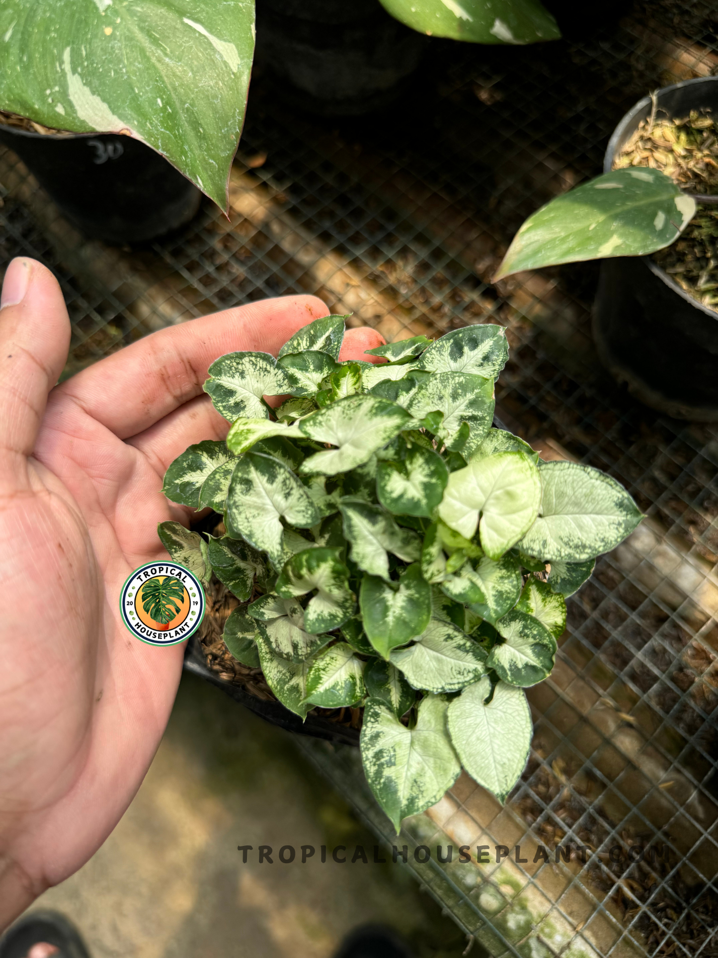 Close-up of Syngonium Pixie held in hand, showing dense clusters of tiny arrowhead leaves with white and green variegation.