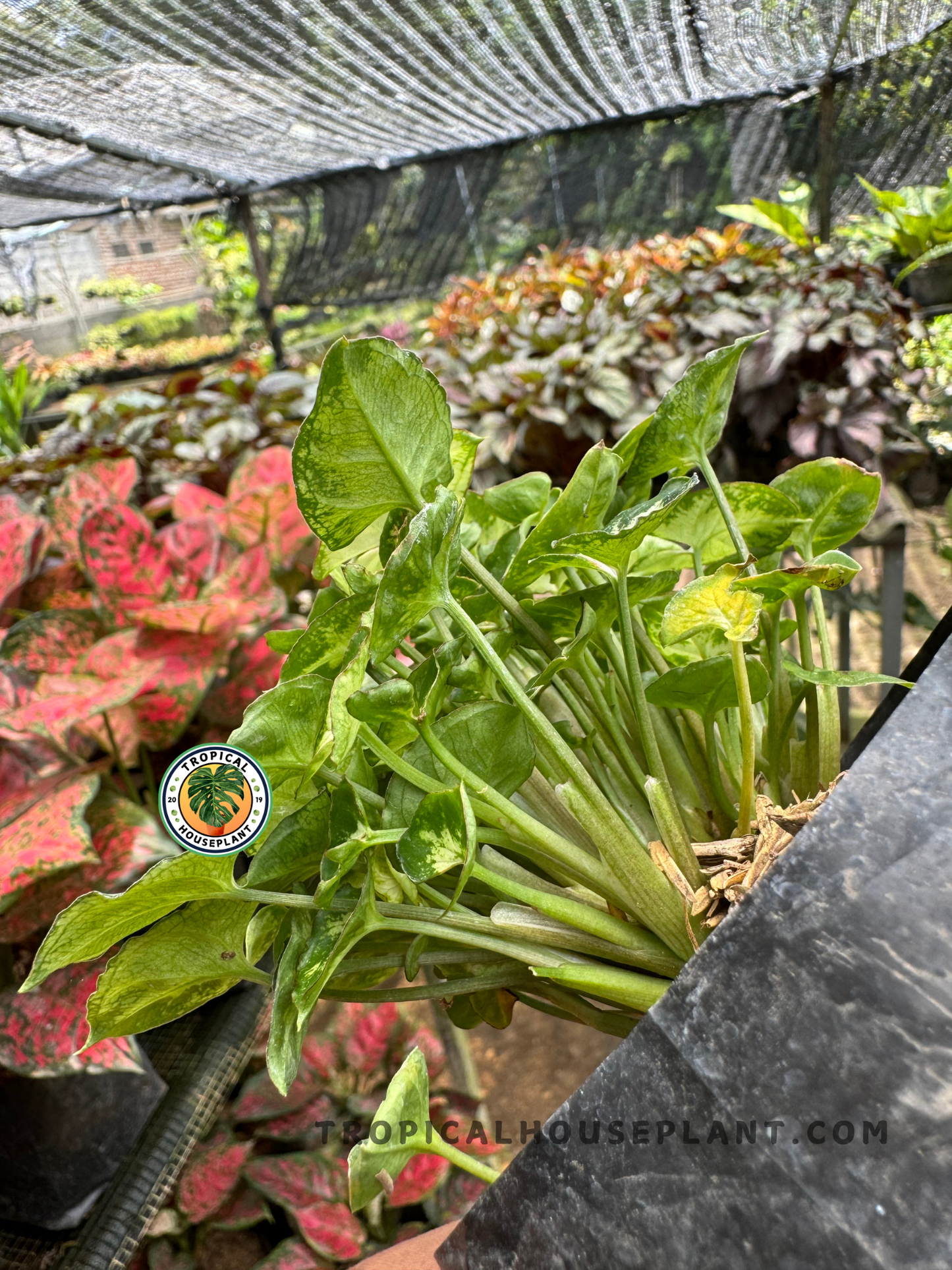 Side view of Syngonium Pixie in a nursery setting with visible light green stems and compact upright foliage under shade cloth.