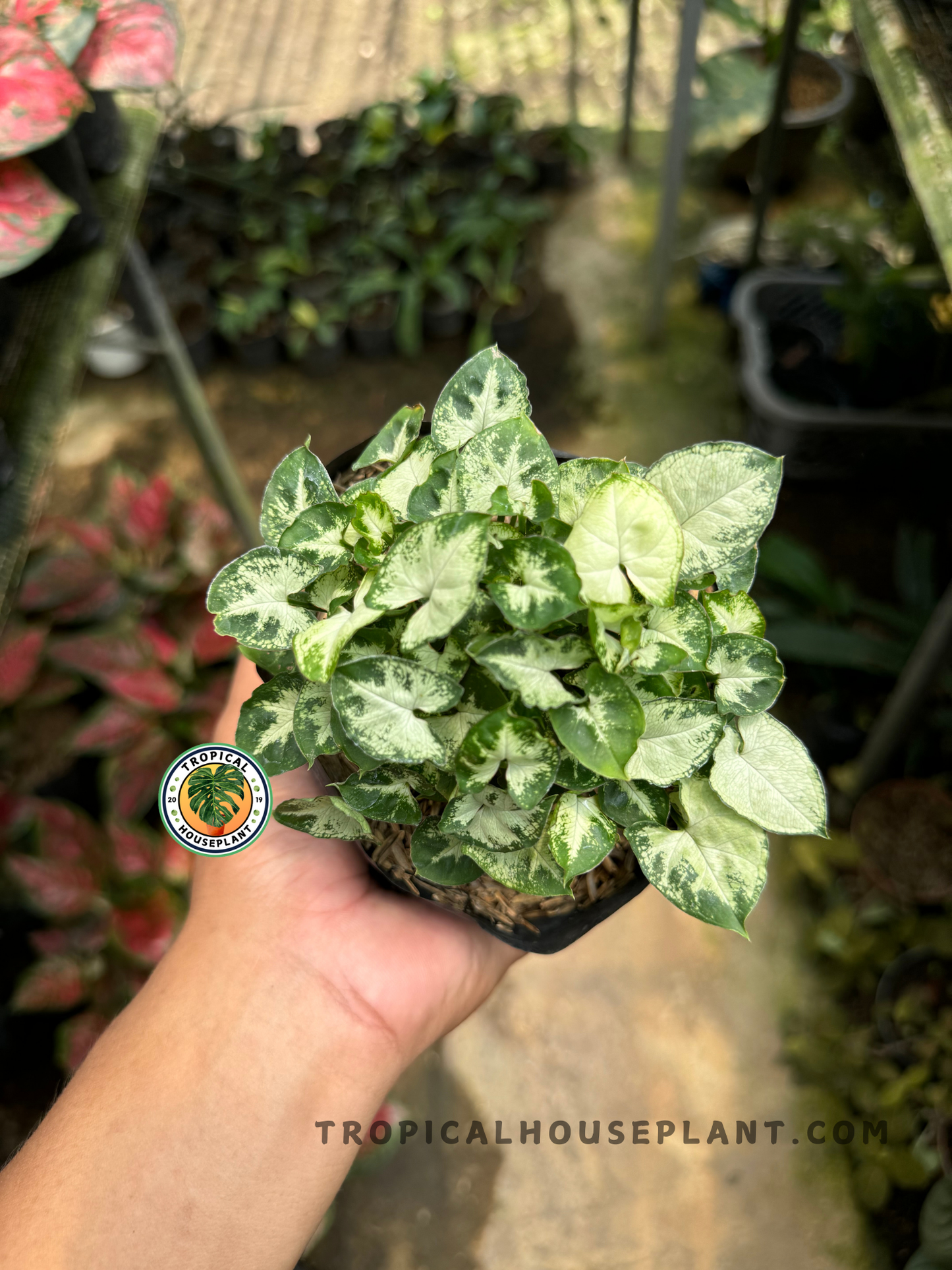 Overhead shot of Syngonium Pixie in a small nursery pot, highlighting its bushy growth and detailed variegated leaf patterns.