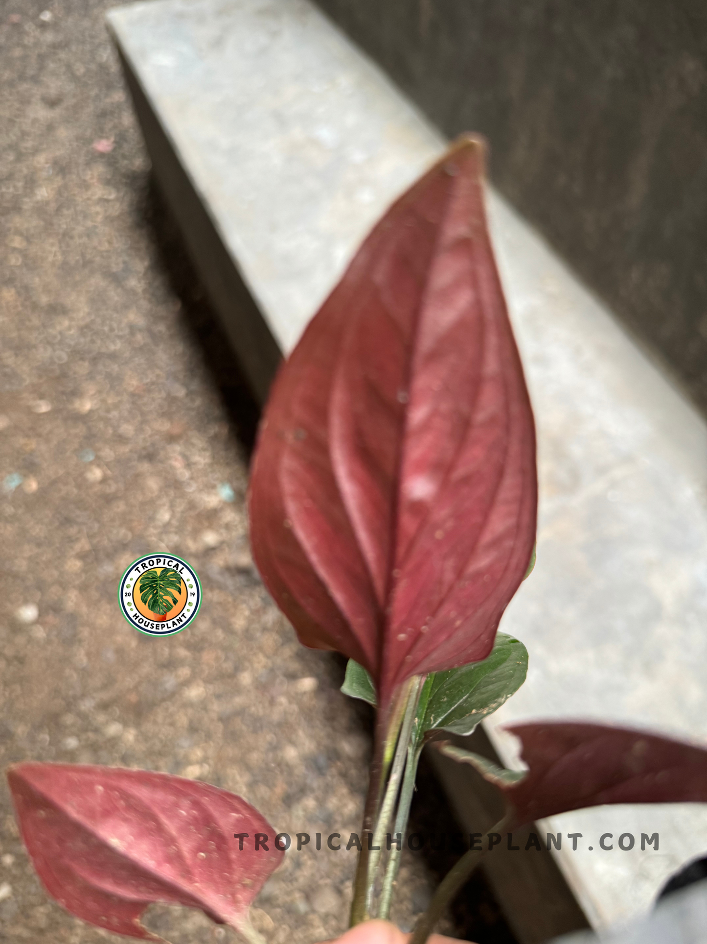 Close-up image of Syngonium Red Arrow leaf showing deep red underside and prominent midrib detail with matte texture.