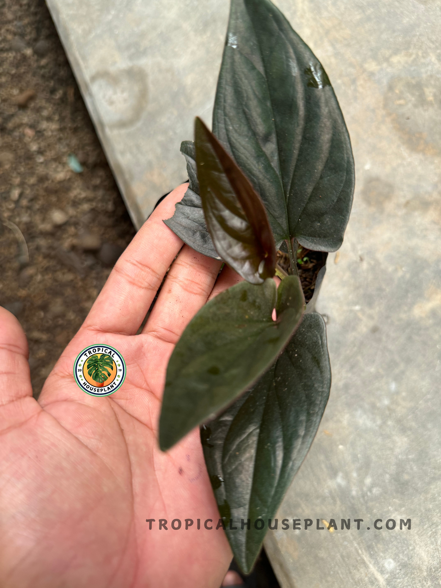 Side angle of Syngonium Red Arrow being gently held, highlighting the leaf contrast between dusky green tops and rich red undersides.