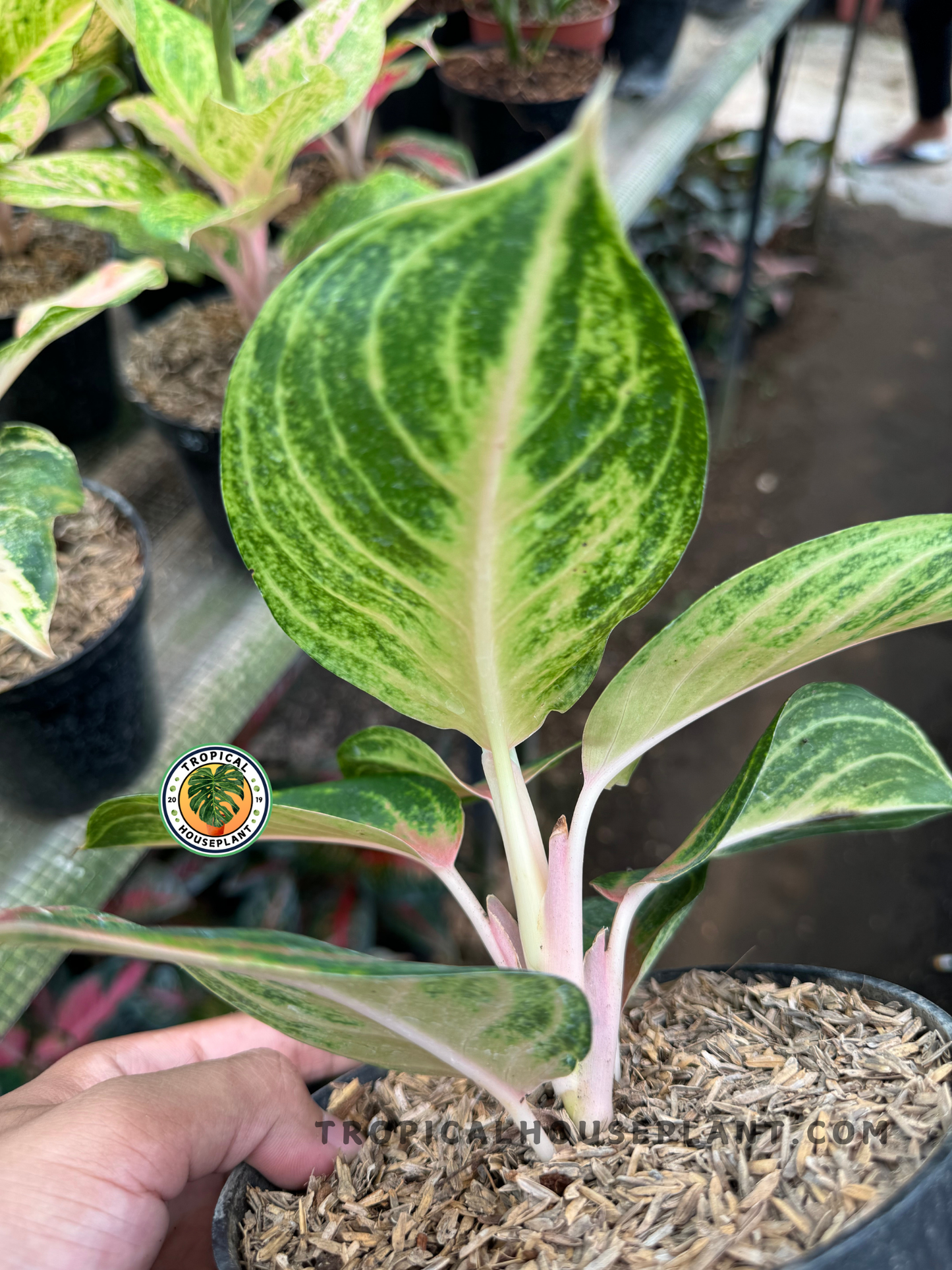 Side-angle of Aglaonema Cinta showing the base, pinkish stems, and upright leaf growth in a black nursery pot among other tropicals.