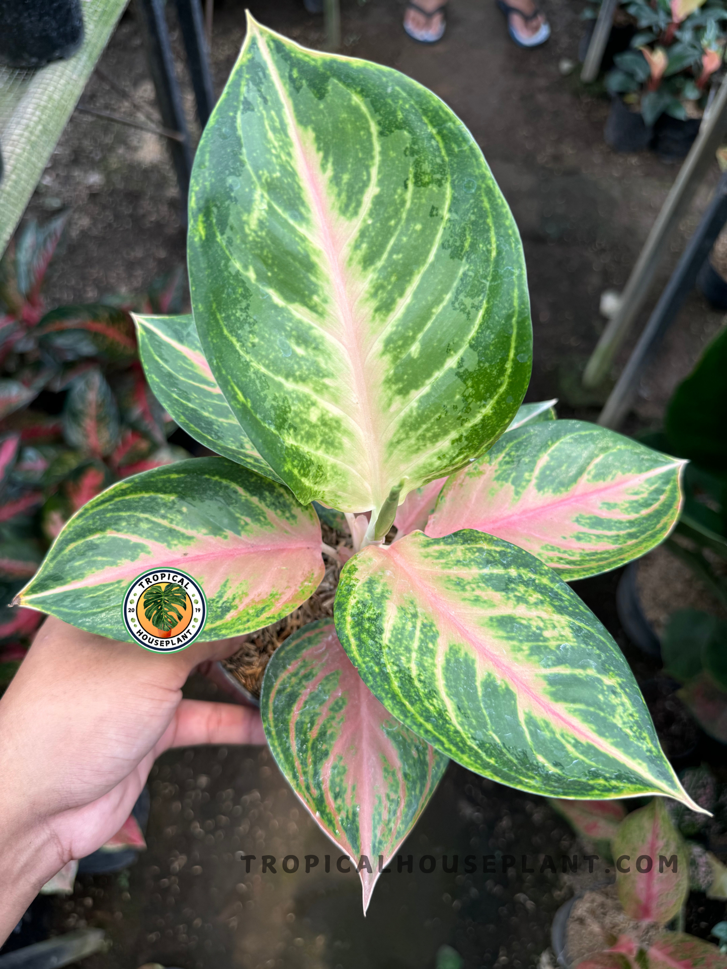 Top view of Aglaonema Cinta showing five variegated leaves in shades of green, pink, and cream, held in hand under nursery lighting.