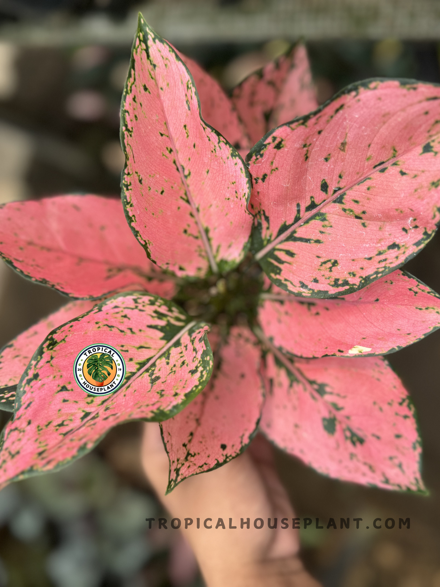 A striking pink Aglaonema Konkom Pink plant held in hand, highlighting leaf texture and markings.