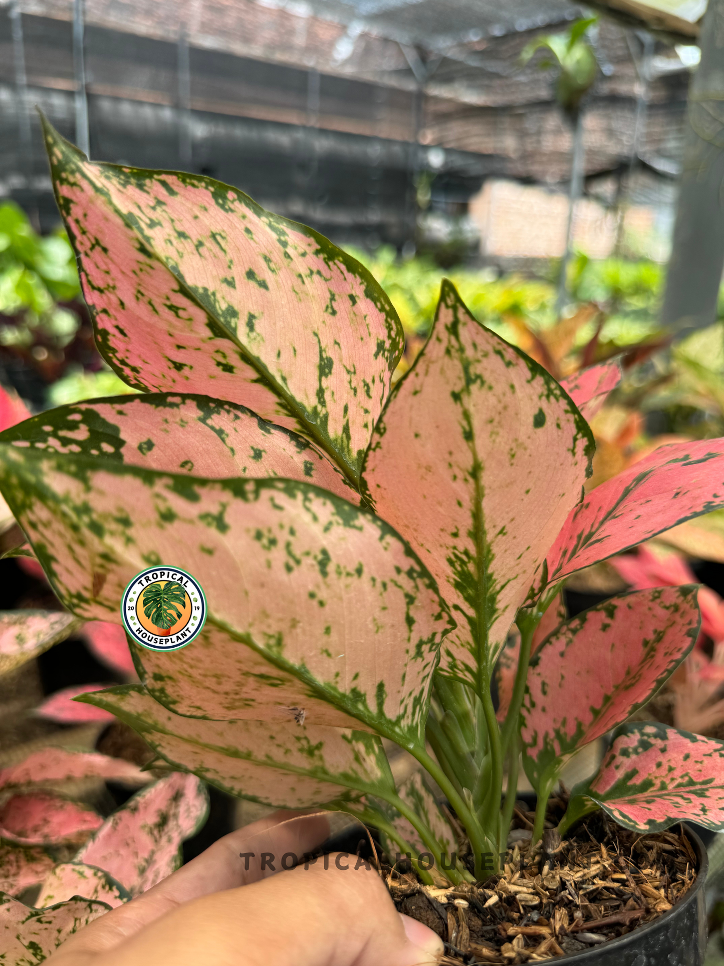 Close-up of Aglaonema Konkom Pink showing vibrant pink leaves speckled with dark green.