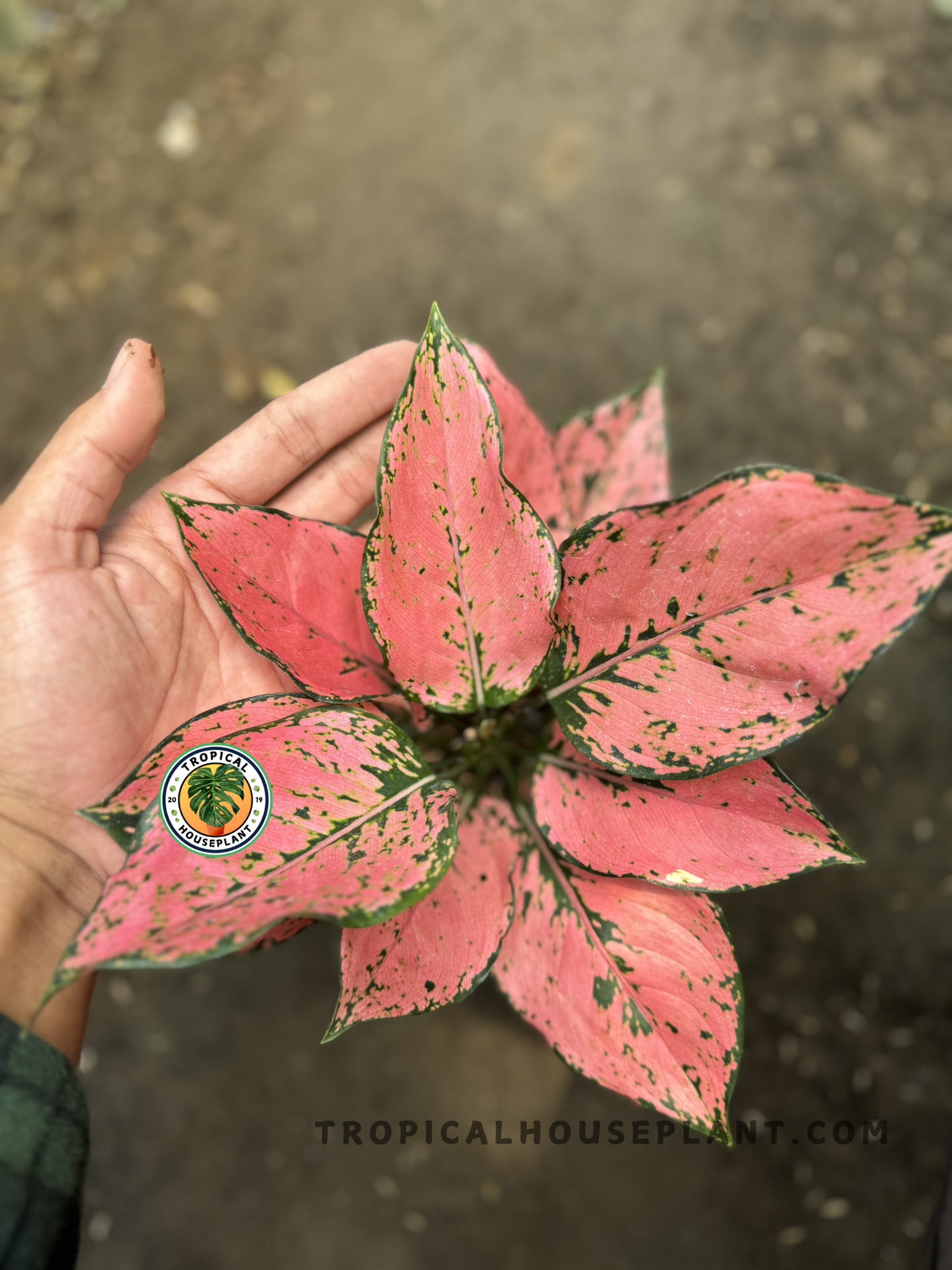 Top-down view of Aglaonema Konkom Pink's symmetrical pink foliage in full display.