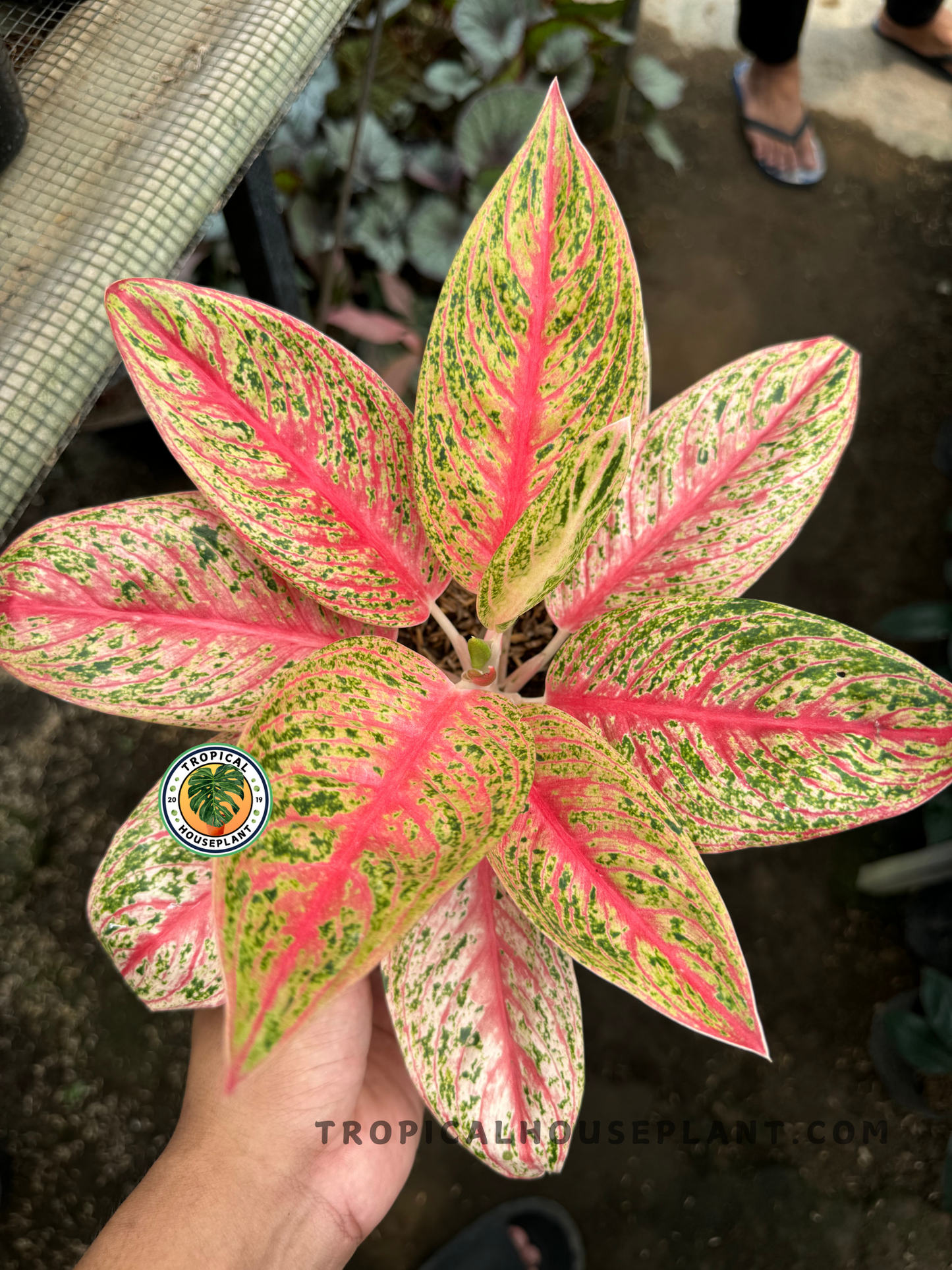 Top view of Aglaonema Red Legacy showcasing its symmetrical rosette of red-streaked green leaves with cream and pink variegation.