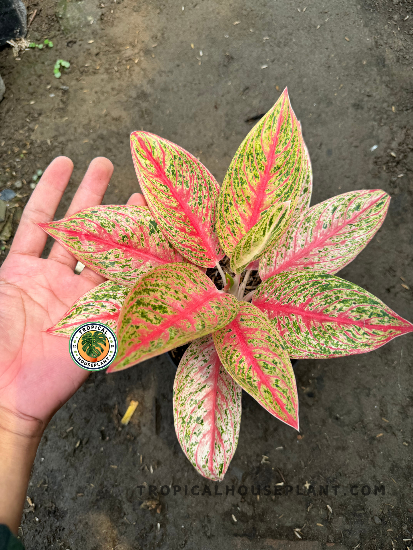 Side profile of Aglaonema Red Legacy with pale stems and colorful upright foliage placed in a black nursery pot.