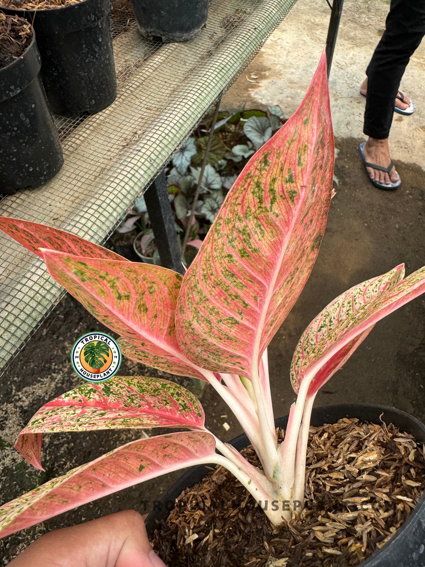 Overhead angle of a mature Aglaonema Red Legacy highlighting the bold pink midribs and densely patterned green foliage.
