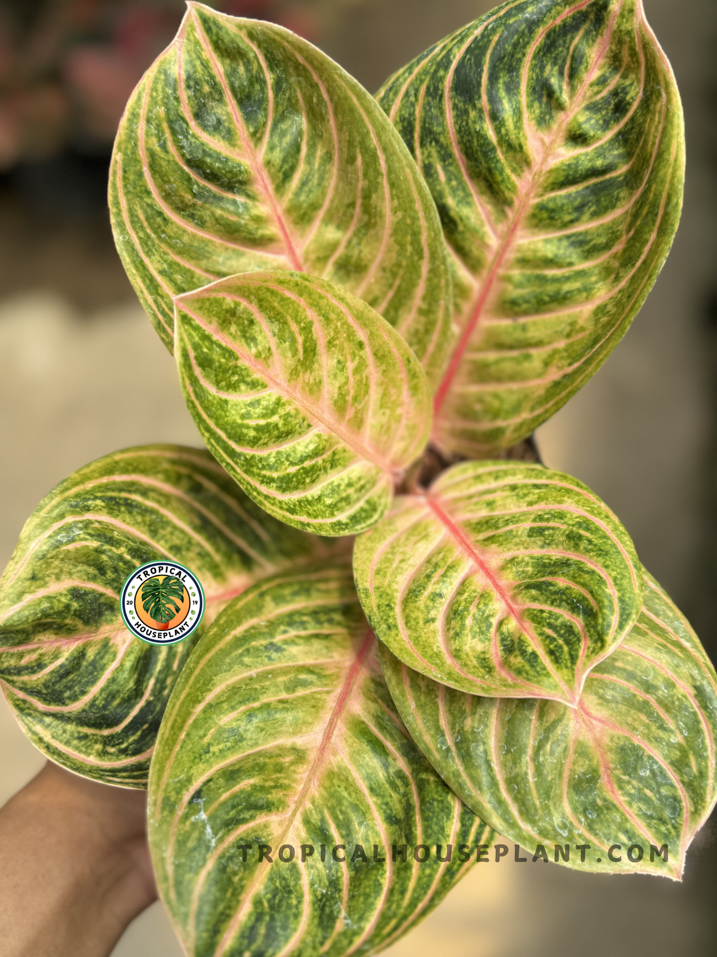 Side view of Aglaonema Rinjani from the base, highlighting its pink stems and emerging red-toned foliage with detailed veining.