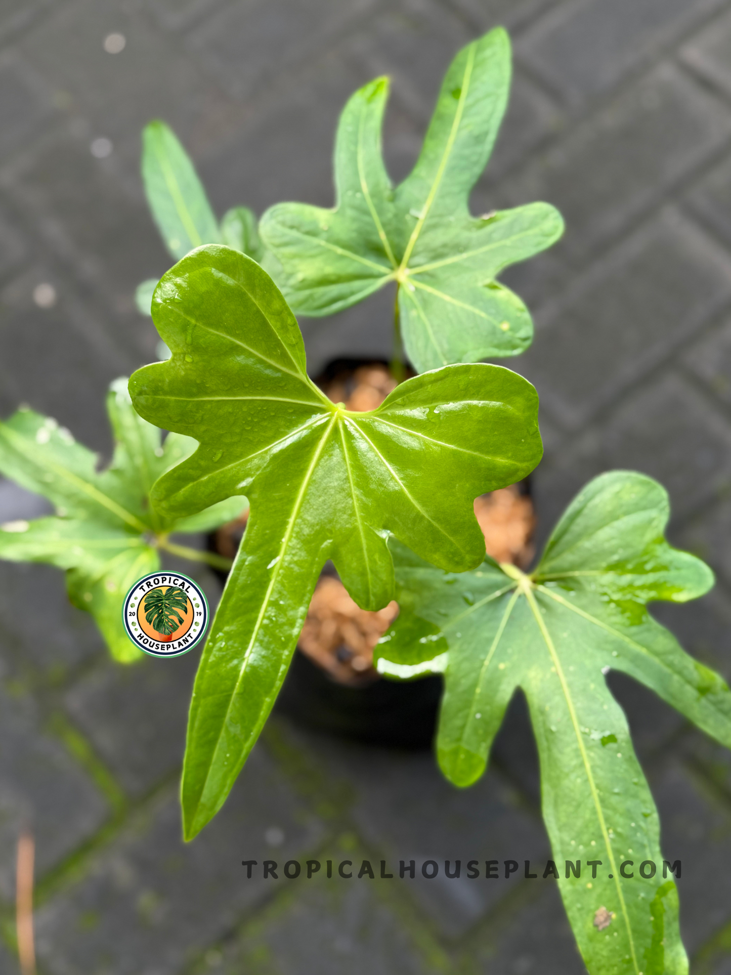 Top-down image of Anthurium Macrolobium in a nursery pot, displaying several well-formed leaves with bold, finger-like segmentation.