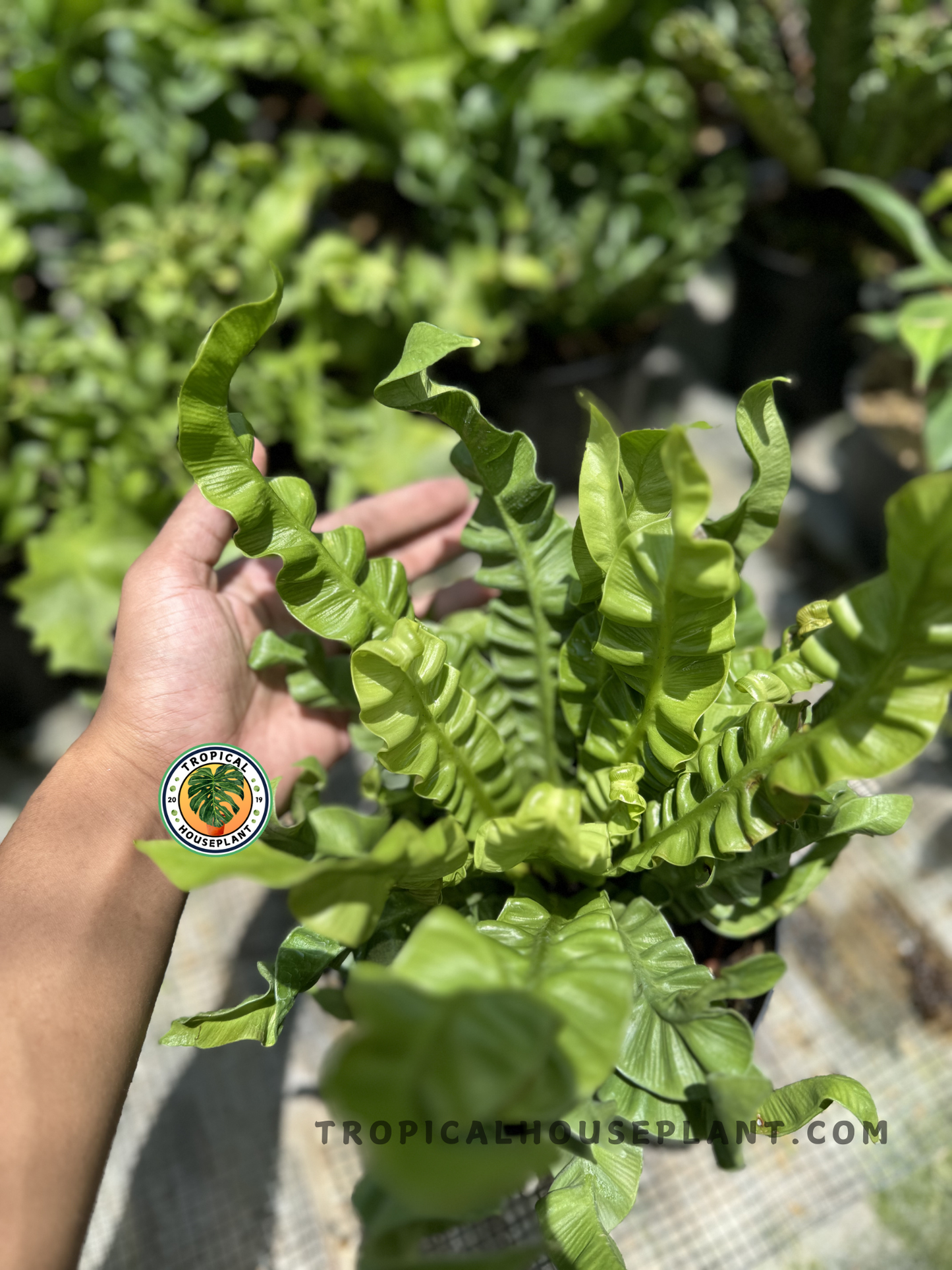 A vibrant Asplenium Crispy Wave fern held under sunlight, showcasing tightly curled, bright green fronds with a glossy surface and dense formation.