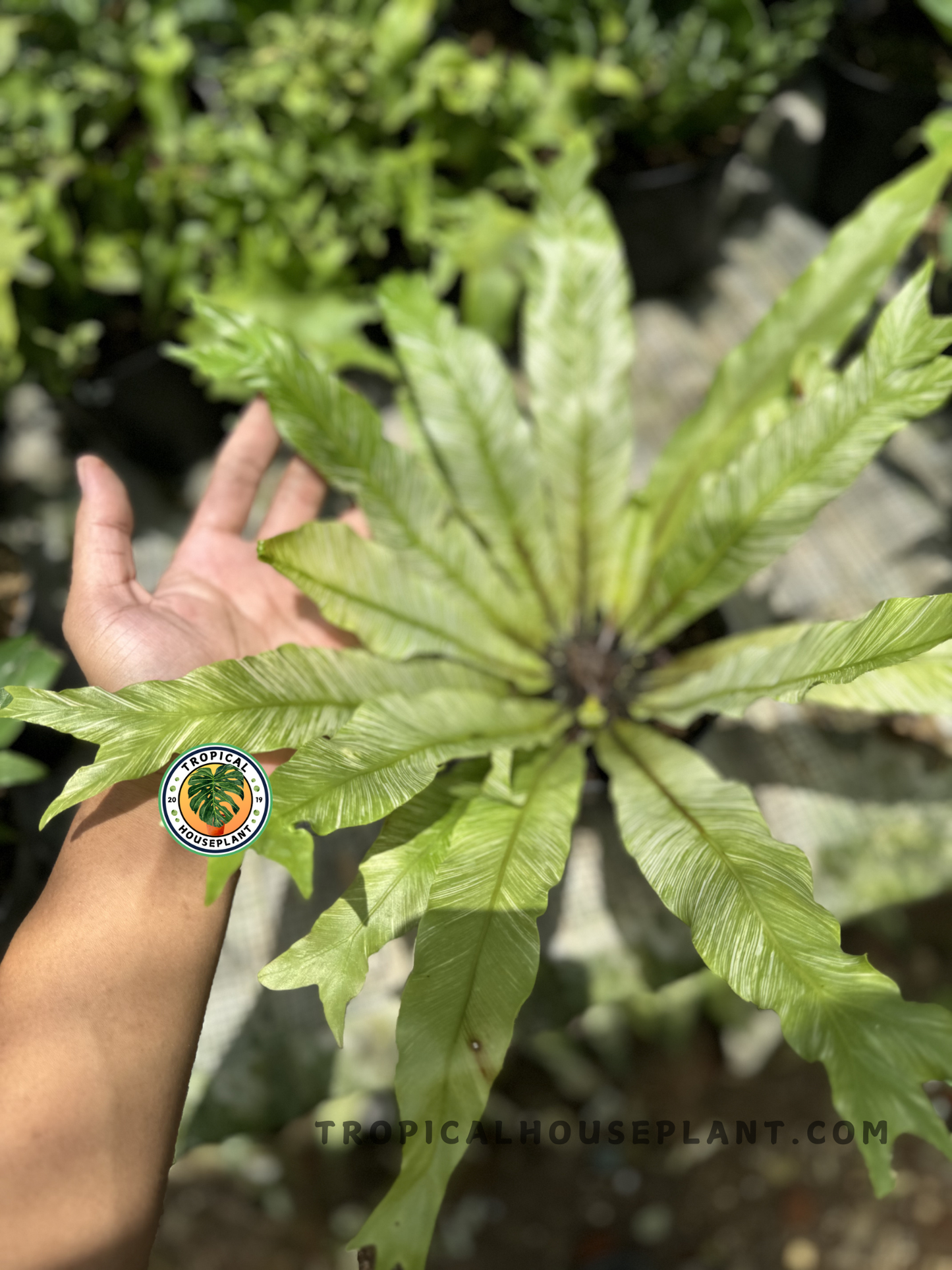 Bird’s-eye view of the variegated Bird’s Nest Fern held by hand, displaying light-green striping and glossy texture under direct sunlight.