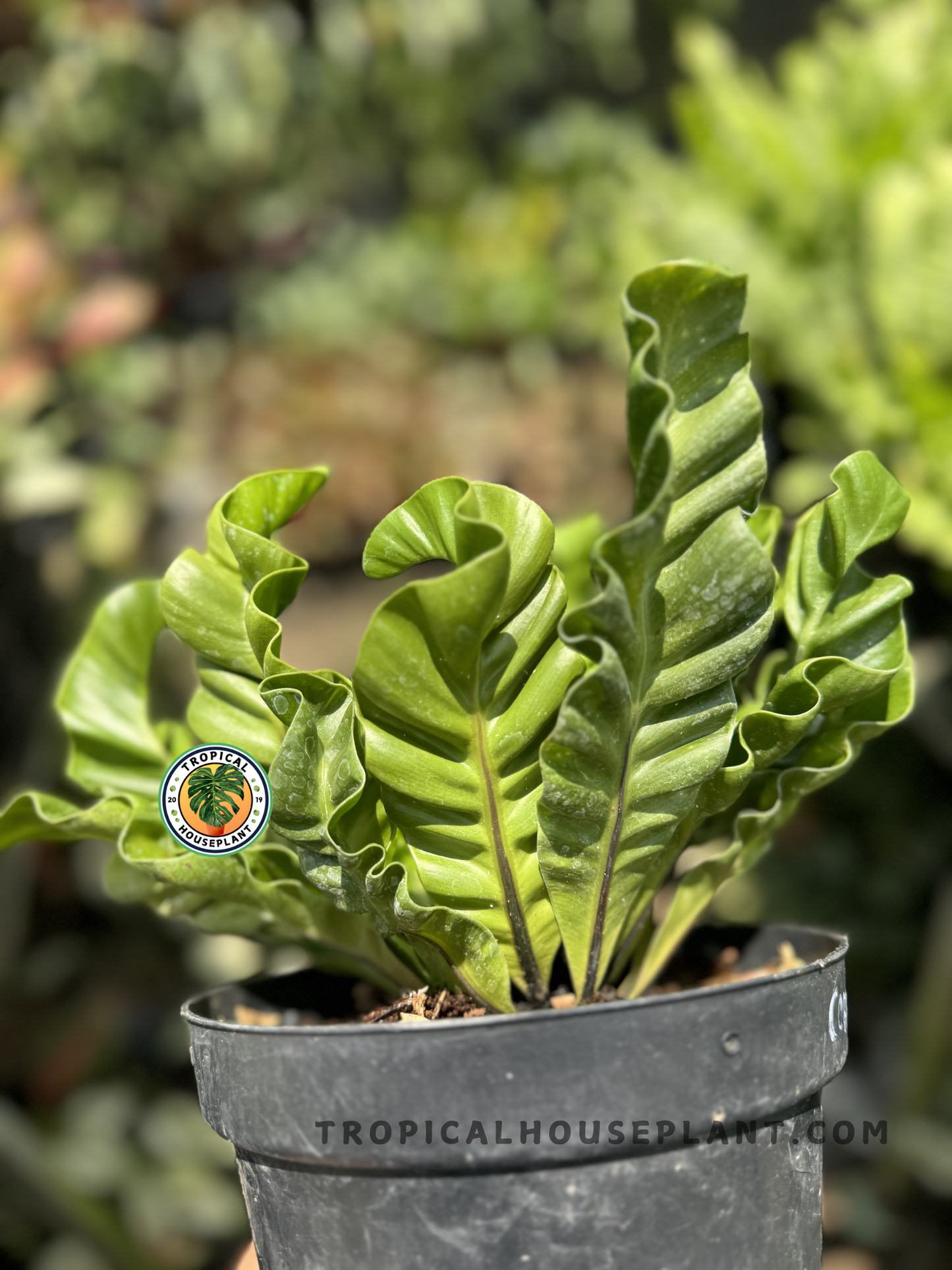 Close-up of Asplenium Nidus Lasagna in a black pot, showing upright, curled fronds with deep green glossy texture and wavy margins.