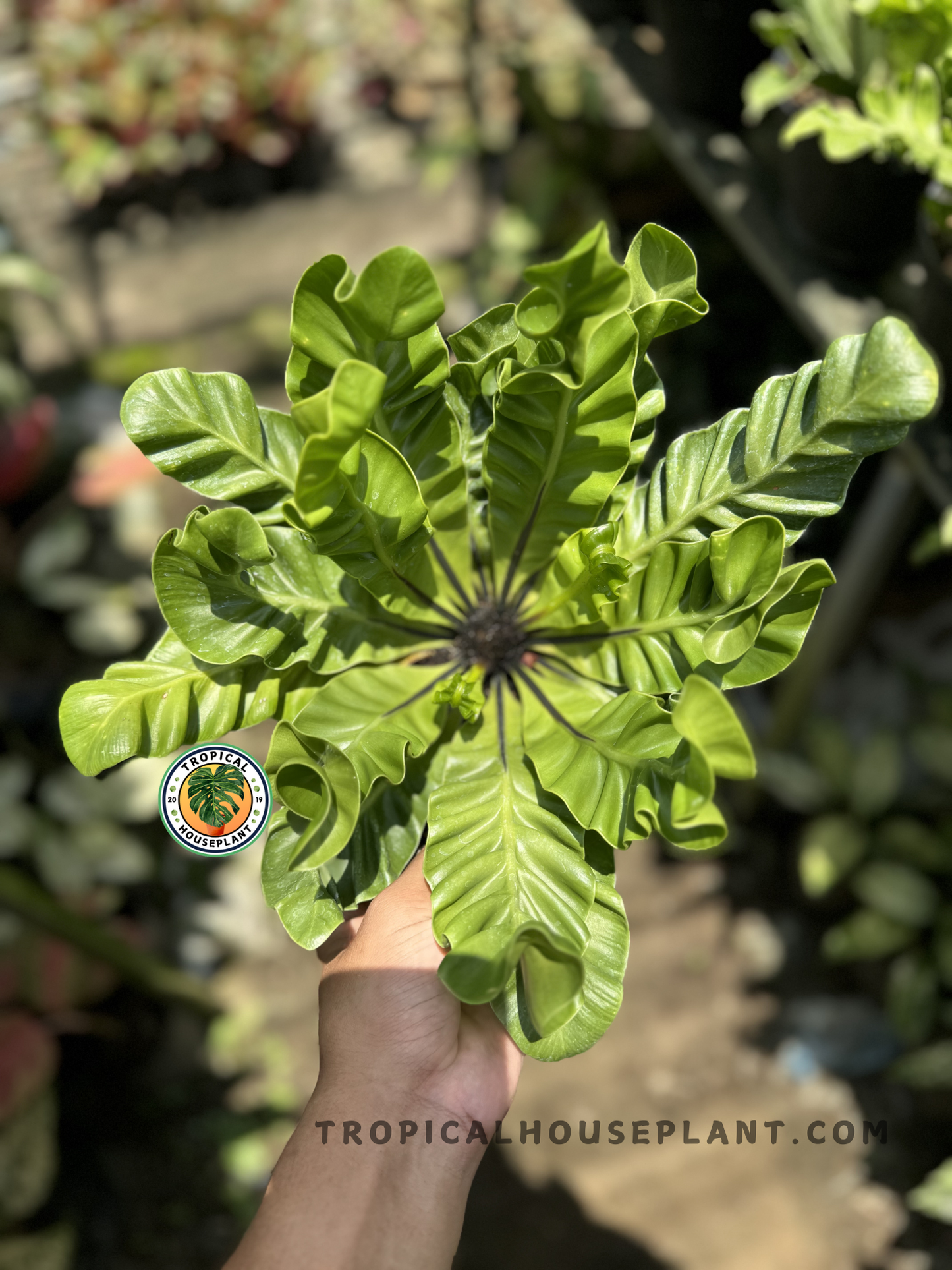 Top view of Asplenium Nidus Lasagna, highlighting the dense rosette and tightly crinkled foliage resembling folded pasta sheets.