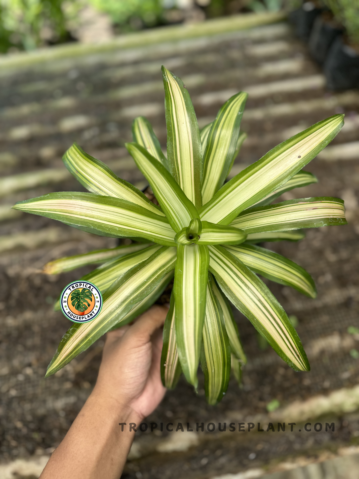 Top view of Bromelia Green White held by hand, displaying symmetrical rosette of sword-shaped leaves with creamy white centers and green borders.