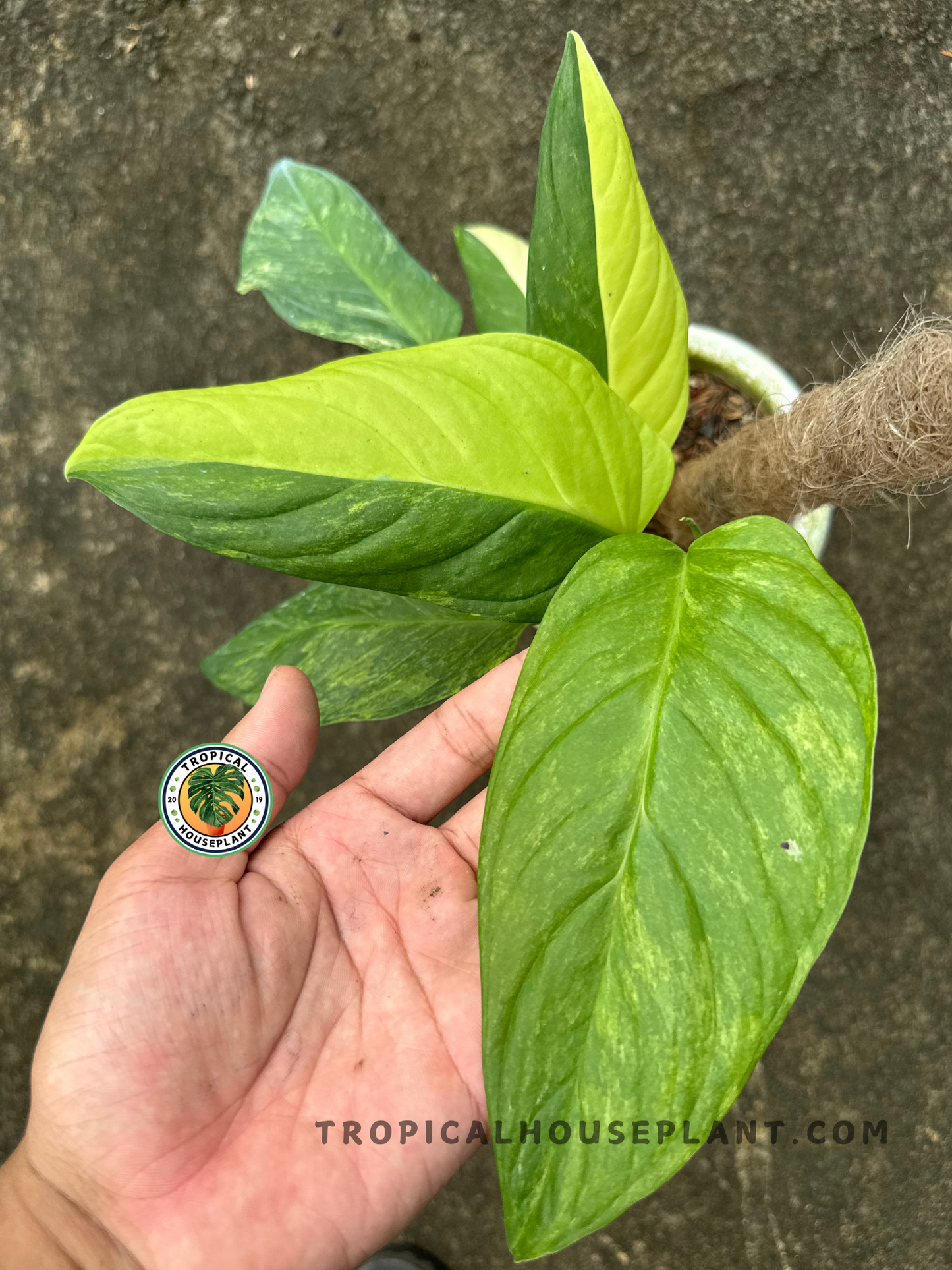 Close-up of Monstera Obliqua Muyuna Variegated with bold green and cream leaves being held in hand, showcasing the vivid color patterns.