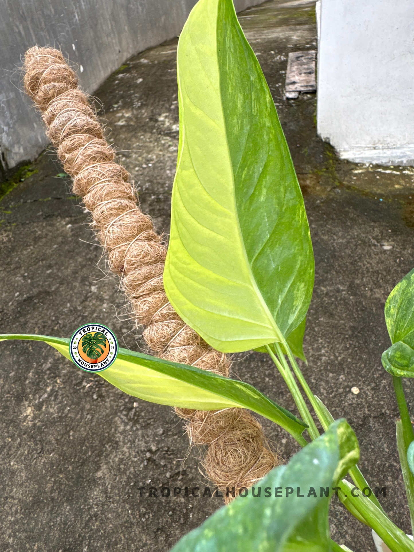 Side view of Monstera Obliqua Muyuna Variegated climbing a moss pole, highlighting its upright growth and gradient green leaf tones.